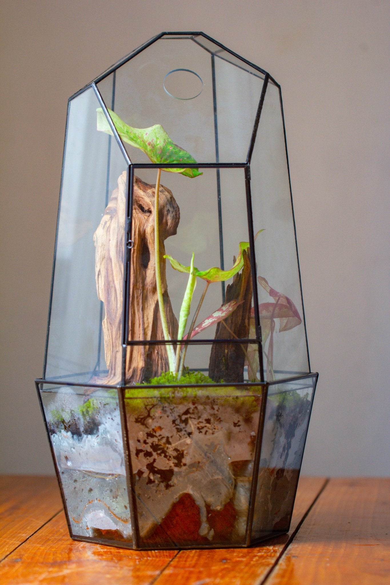 Large 2-Part 18.9" tall Close Glass Terrarium for orchid, fern, moss, Watertight, with top hole - NCYPgarden