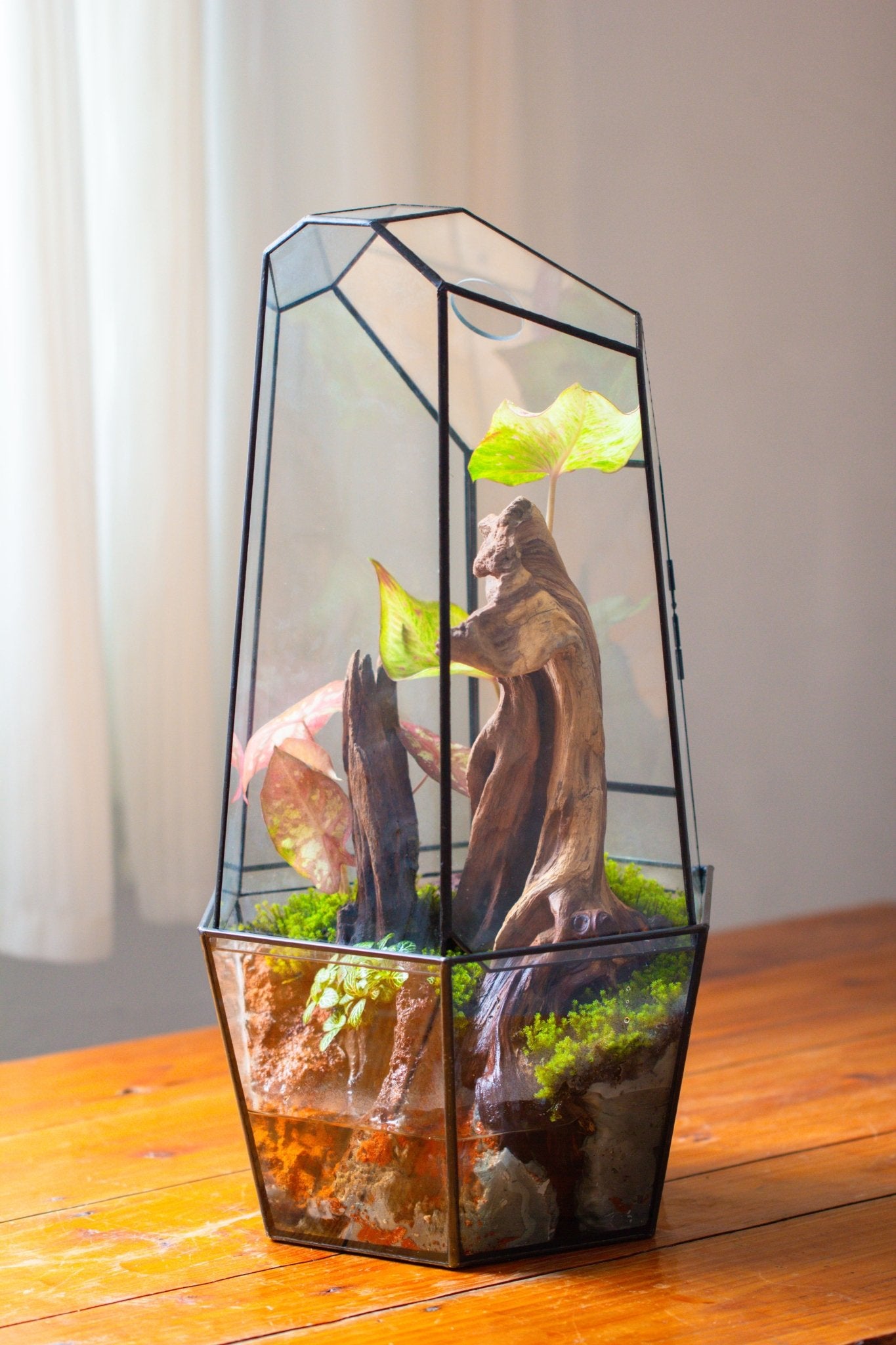Large 2-Part 18.9" tall Close Glass Terrarium for orchid, fern, moss, Watertight, with top hole - NCYPgarden