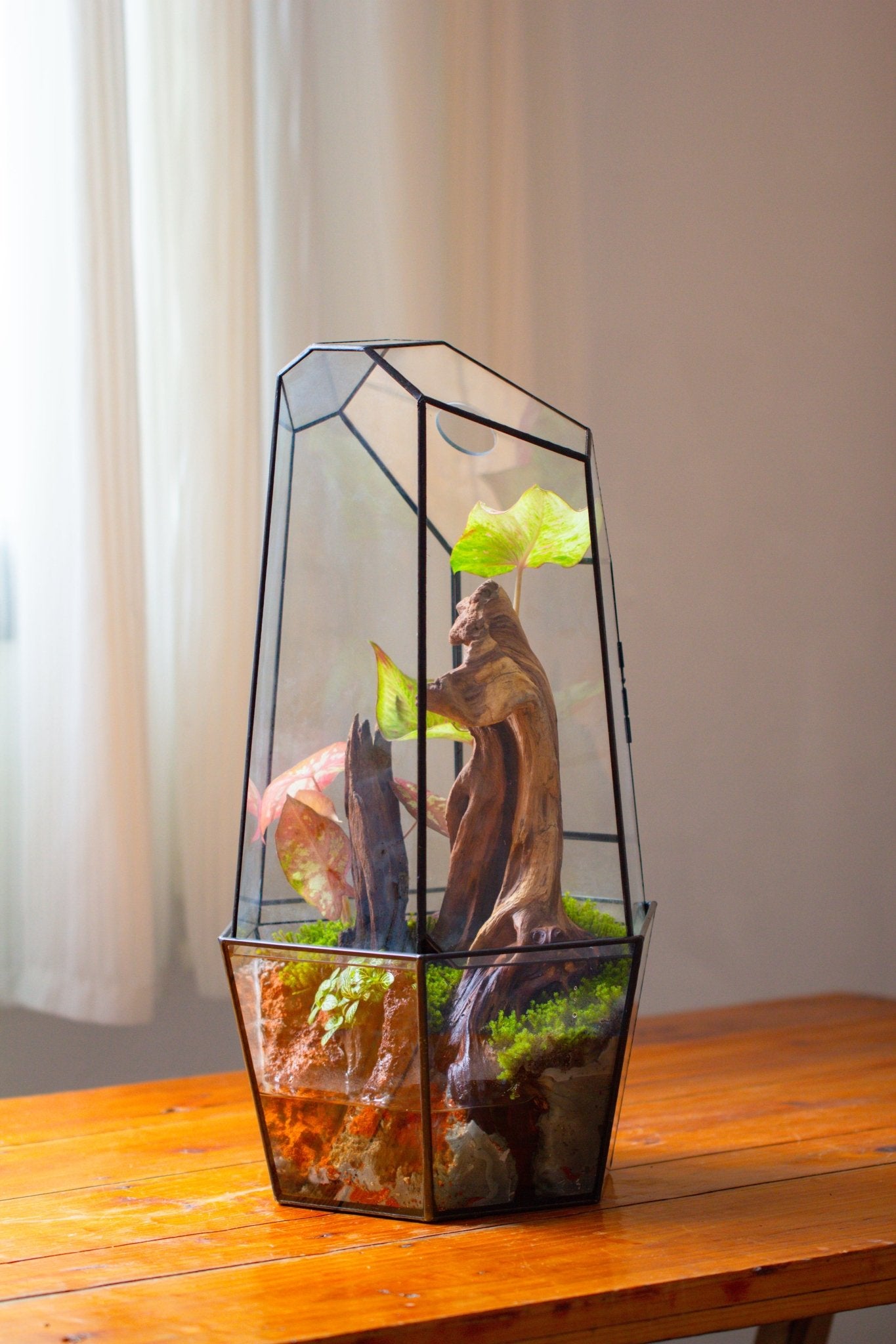 Large 2-Part 18.9" tall Close Glass Terrarium for orchid, fern, moss, Watertight, with top hole - NCYPgarden
