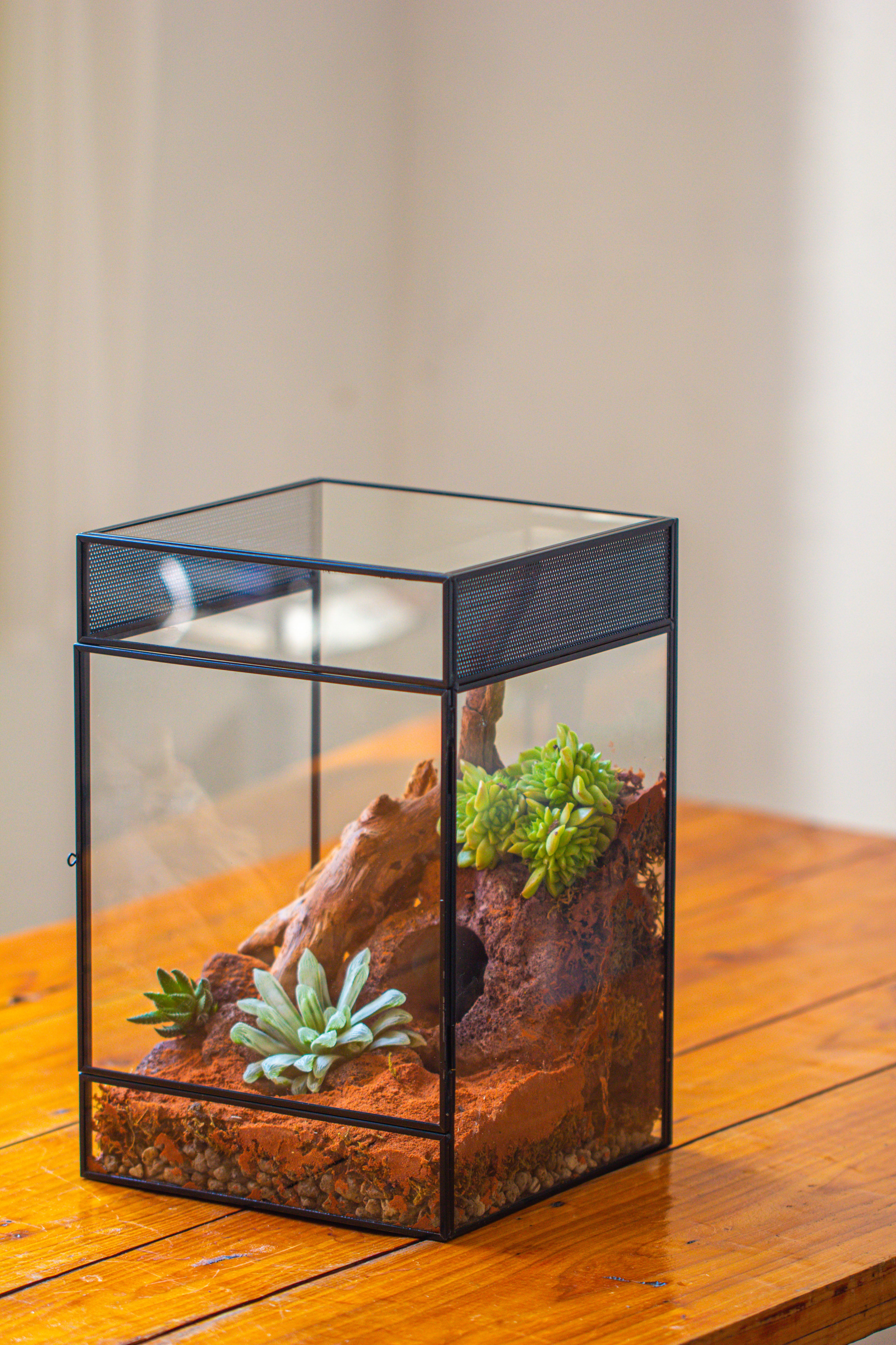 8x8x12 inches Large Handmade Glass Geometric Terrarium with Side Vent, for large insects - NCYPgarden