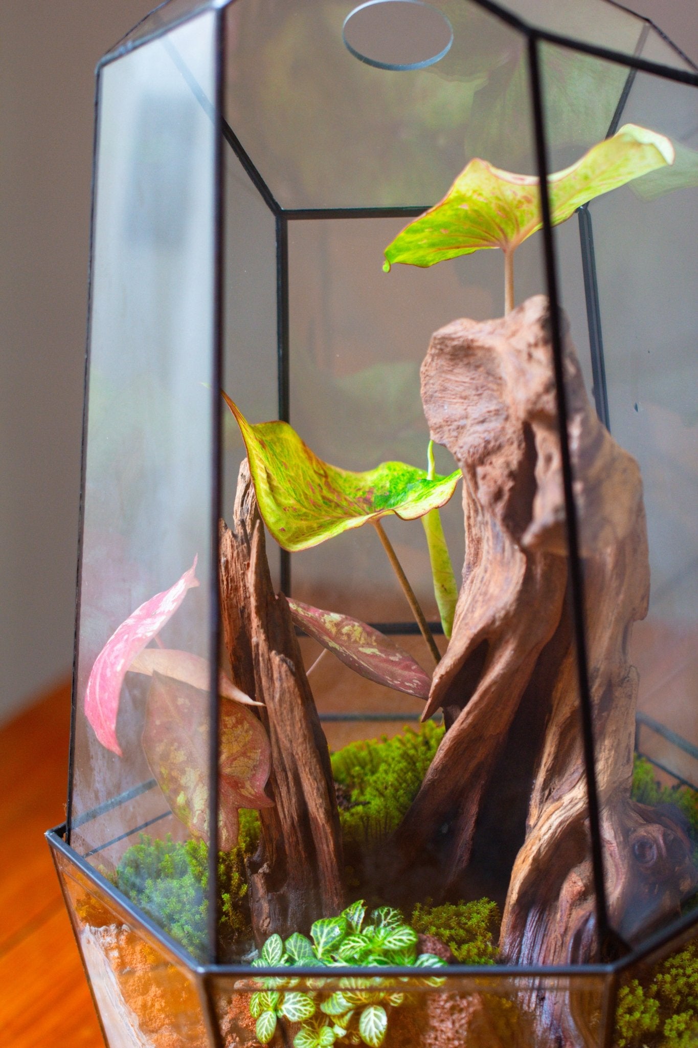 Large 2-Part 18.9" tall Close Glass Terrarium for orchid, fern, moss, Watertight, with top hole - NCYPgarden