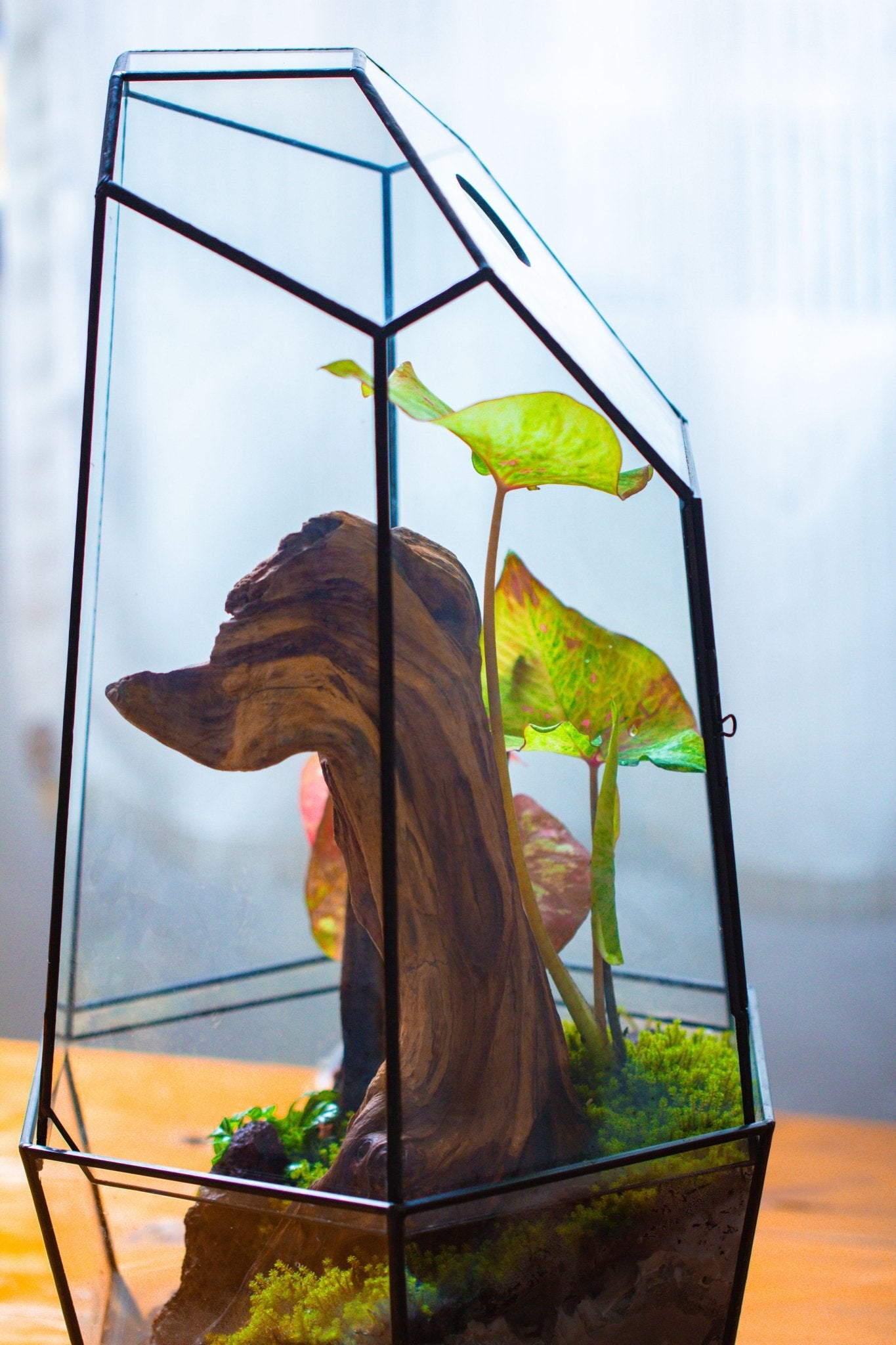 Large 2-Part 18.9" tall Close Glass Terrarium for orchid, fern, moss, Watertight, with top hole - NCYPgarden