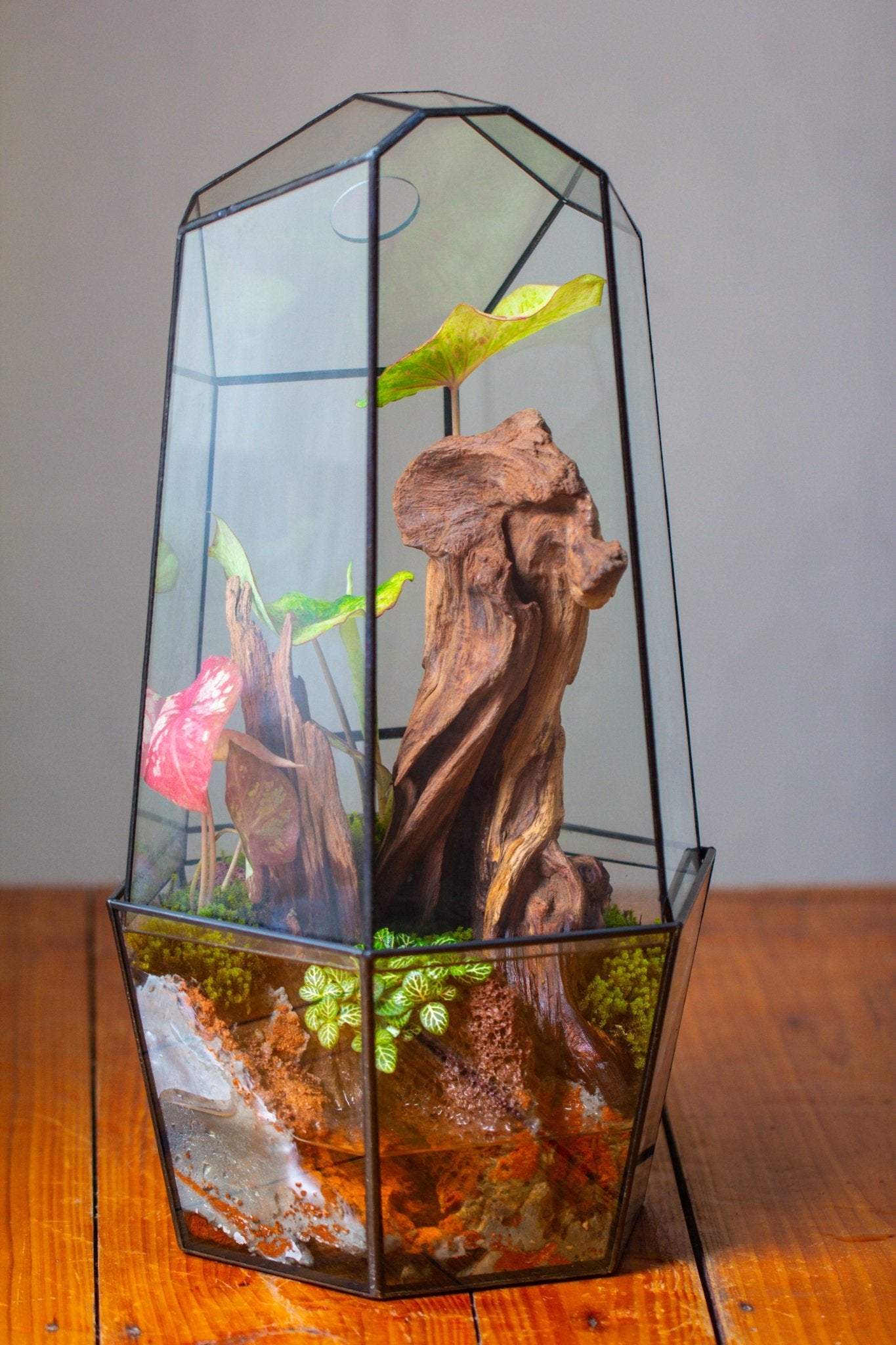 Large 2-Part 18.9" tall Close Glass Terrarium for orchid, fern, moss, Watertight, with top hole - NCYPgarden