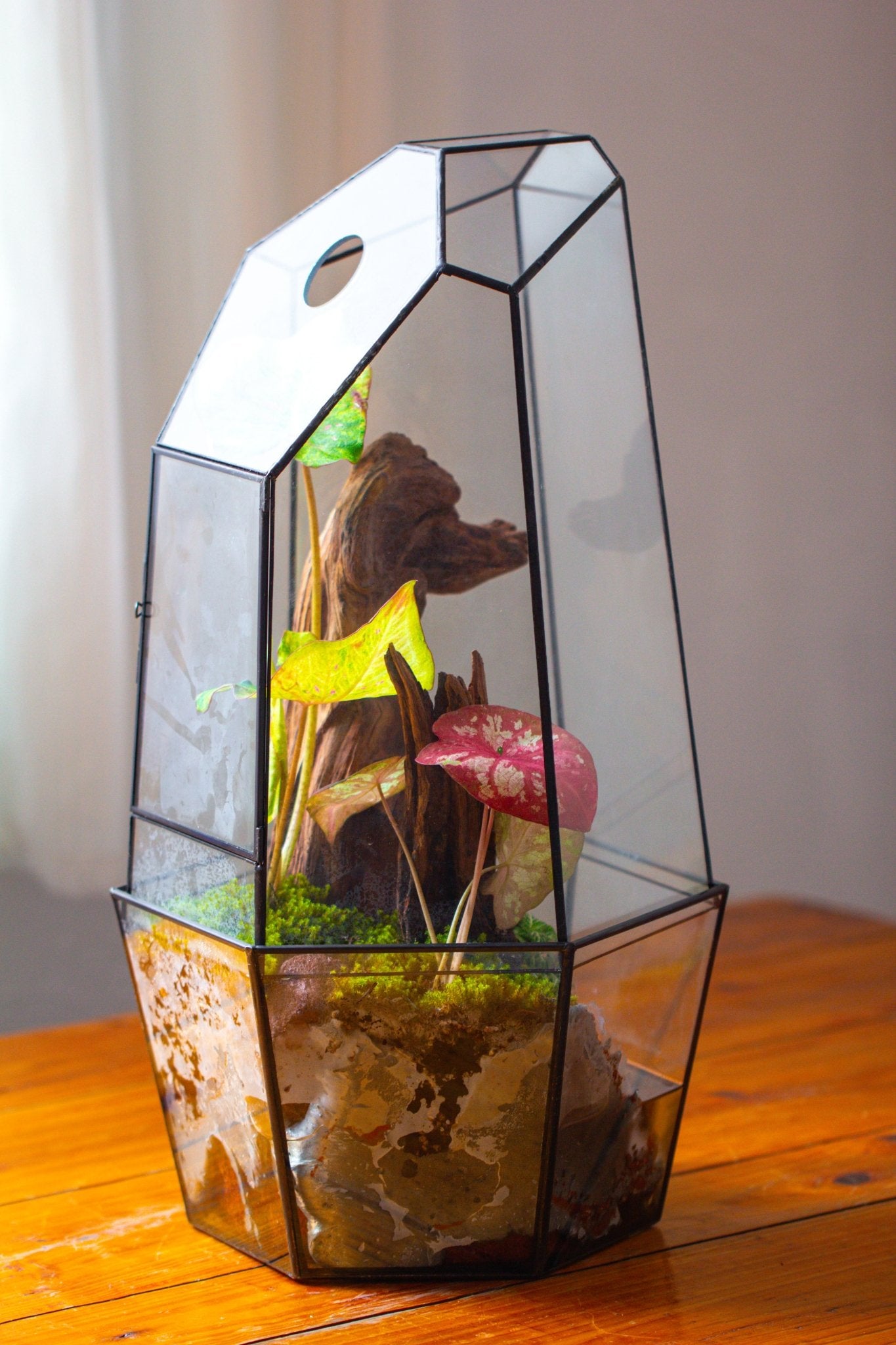 Large 2-Part 18.9" tall Close Glass Terrarium for orchid, fern, moss, Watertight, with top hole - NCYPgarden