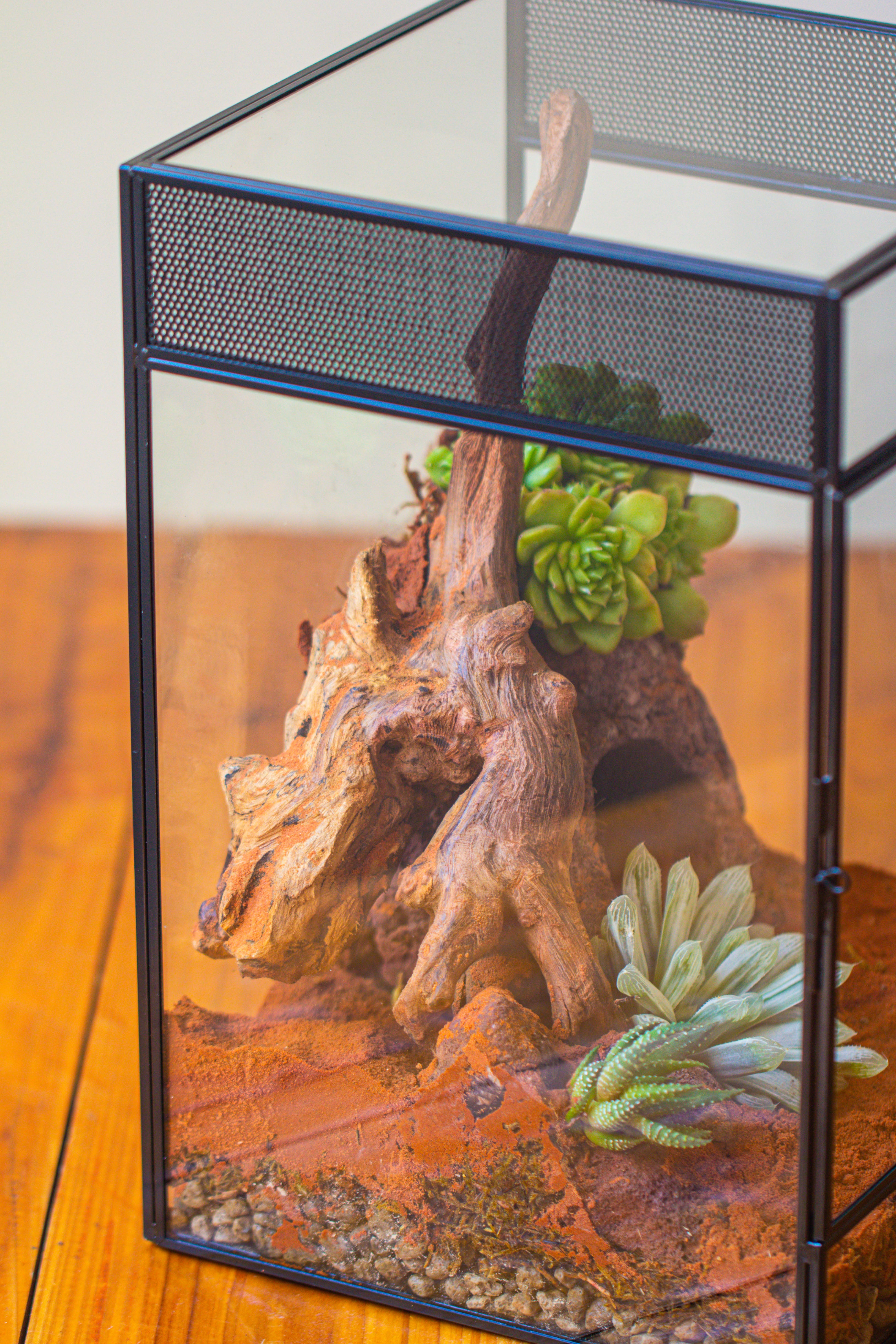 8x8x12 inches Large Handmade Glass Geometric Terrarium with Side Vent, for large insects - NCYPgarden