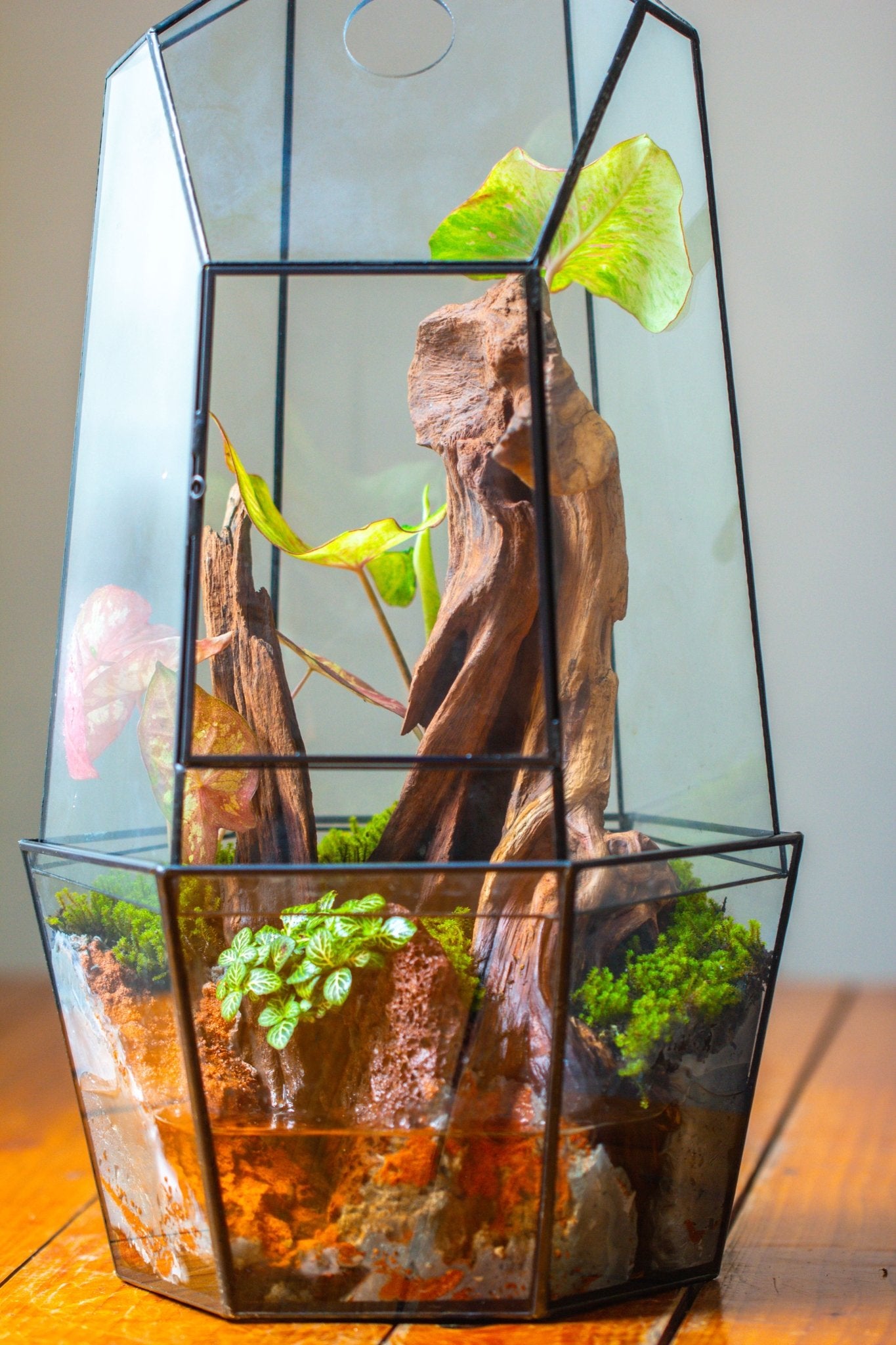 Large 2-Part 18.9" tall Close Glass Terrarium for orchid, fern, moss, Watertight, with top hole - NCYPgarden