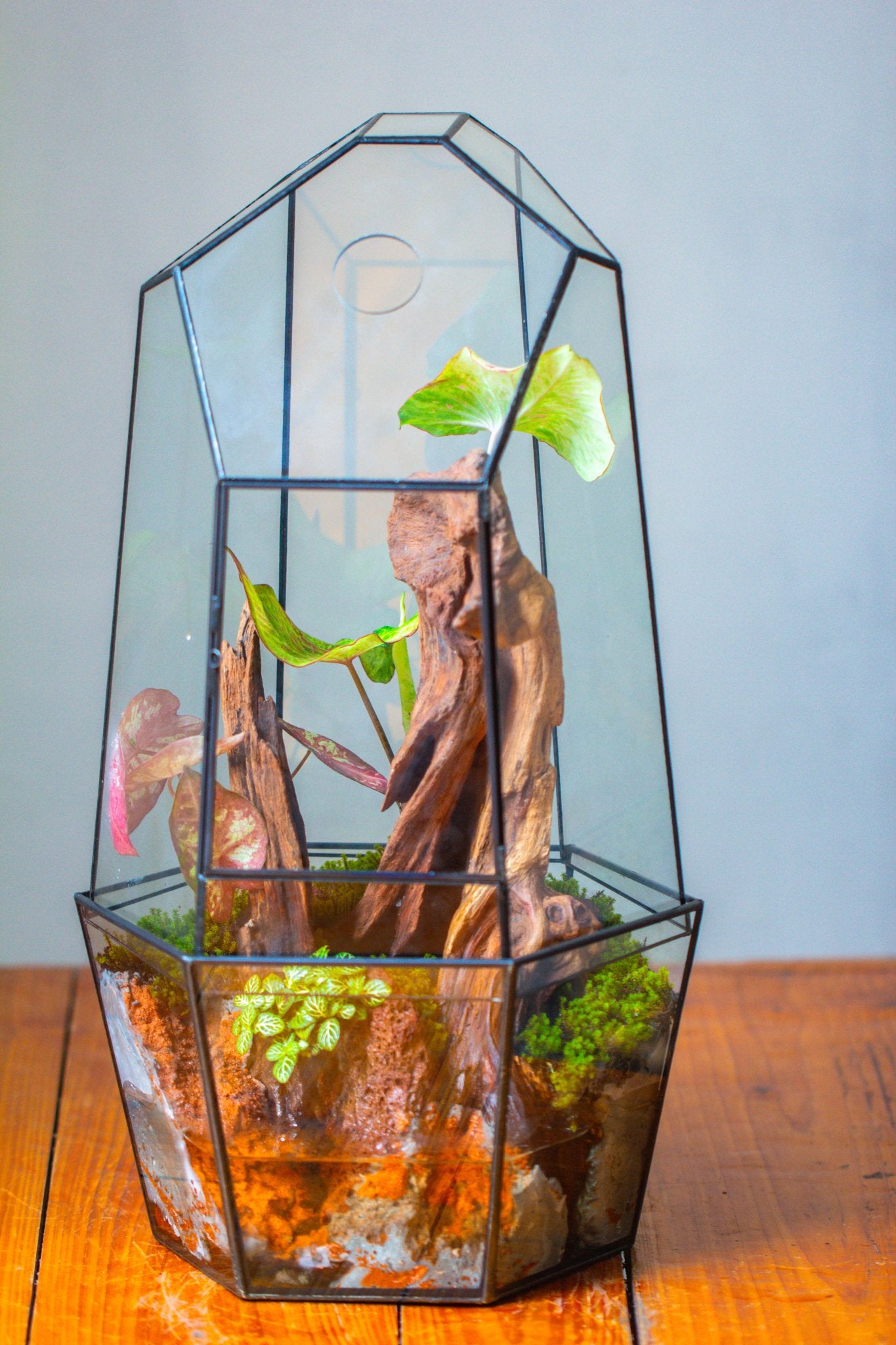 Large 2-Part 18.9" tall Close Glass Terrarium for orchid, fern, moss, Watertight, with top hole - NCYPgarden