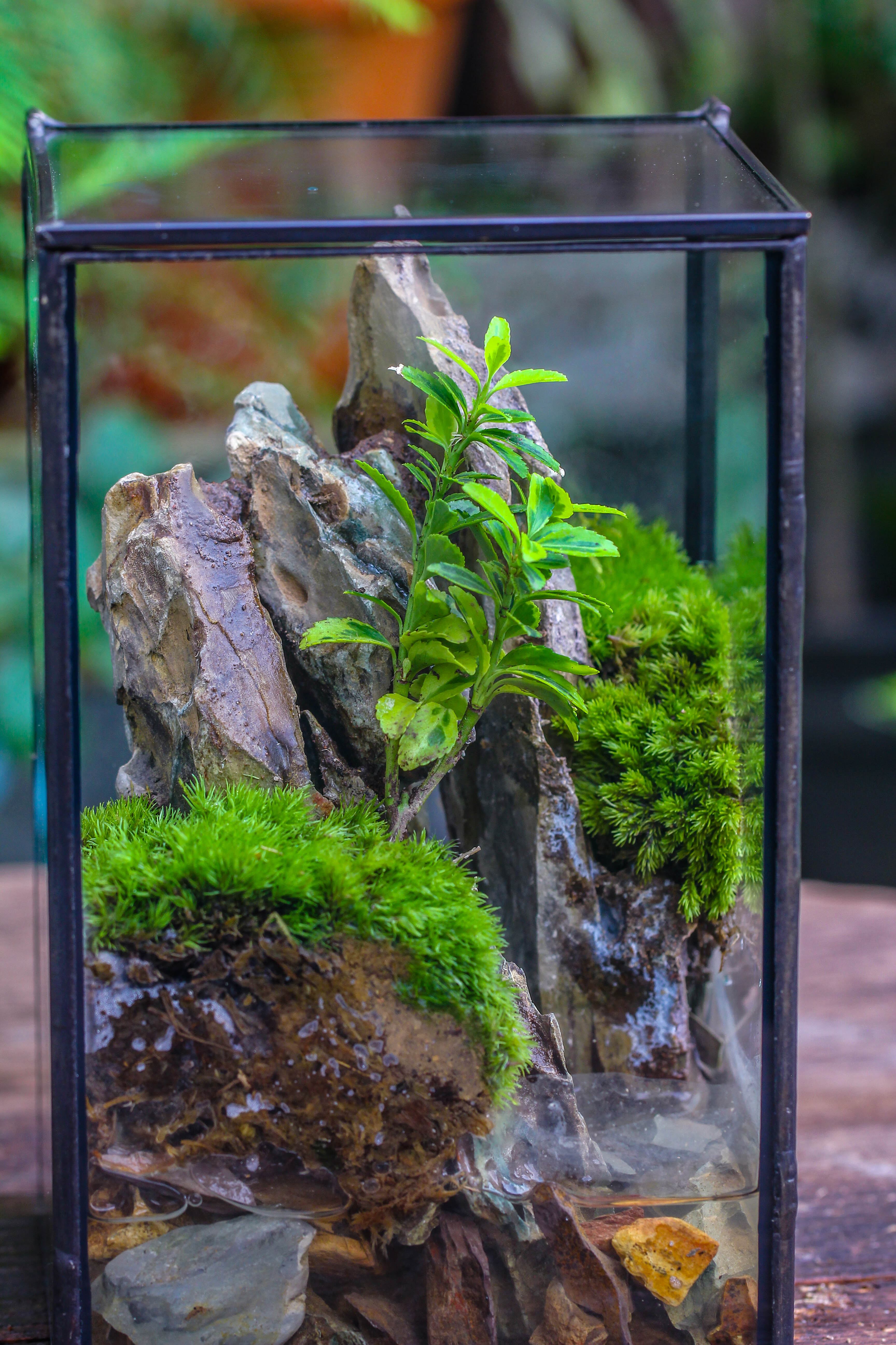 NCYP Watertight Close Geometric Glass Tin Terrarium, for small waterpond, moss landscape, Live Miniature, water pond, miniature - NCYPgarden