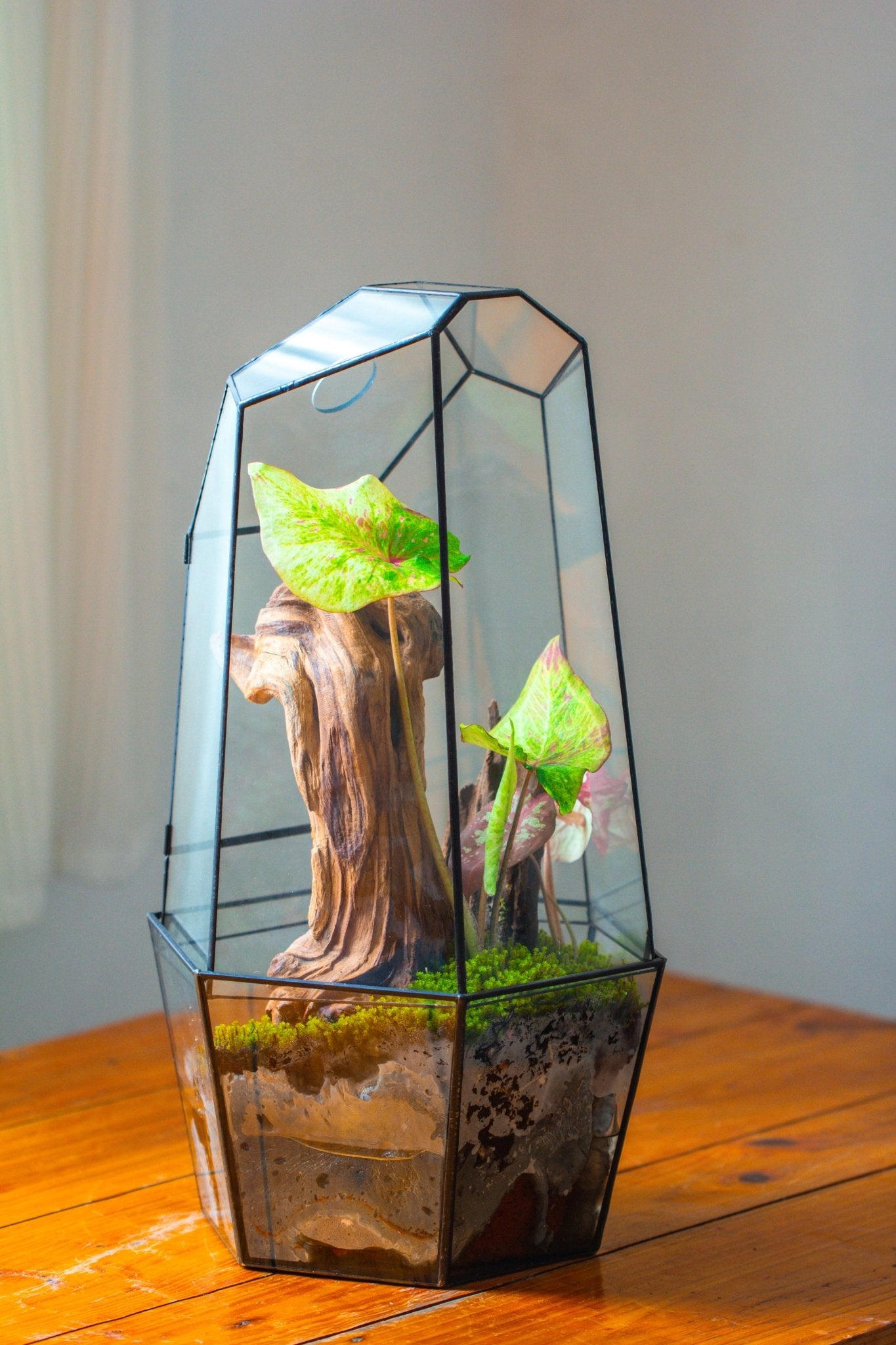 Large 2-Part 18.9" tall Close Glass Terrarium for orchid, fern, moss, Watertight, with top hole - NCYPgarden