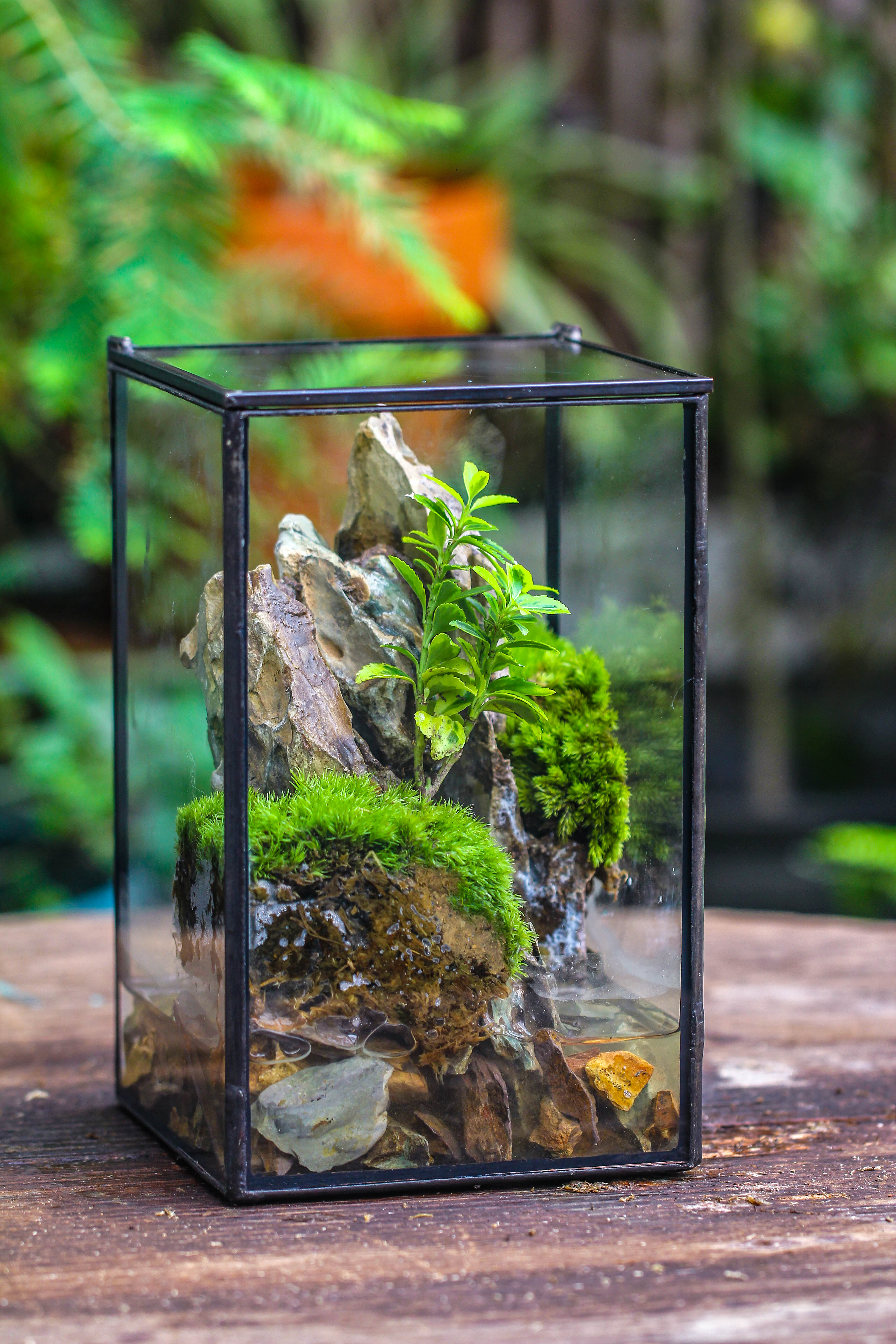NCYP Watertight Close Geometric Glass Tin Terrarium, for small waterpond, moss landscape, Live Miniature, water pond, miniature - NCYPgarden