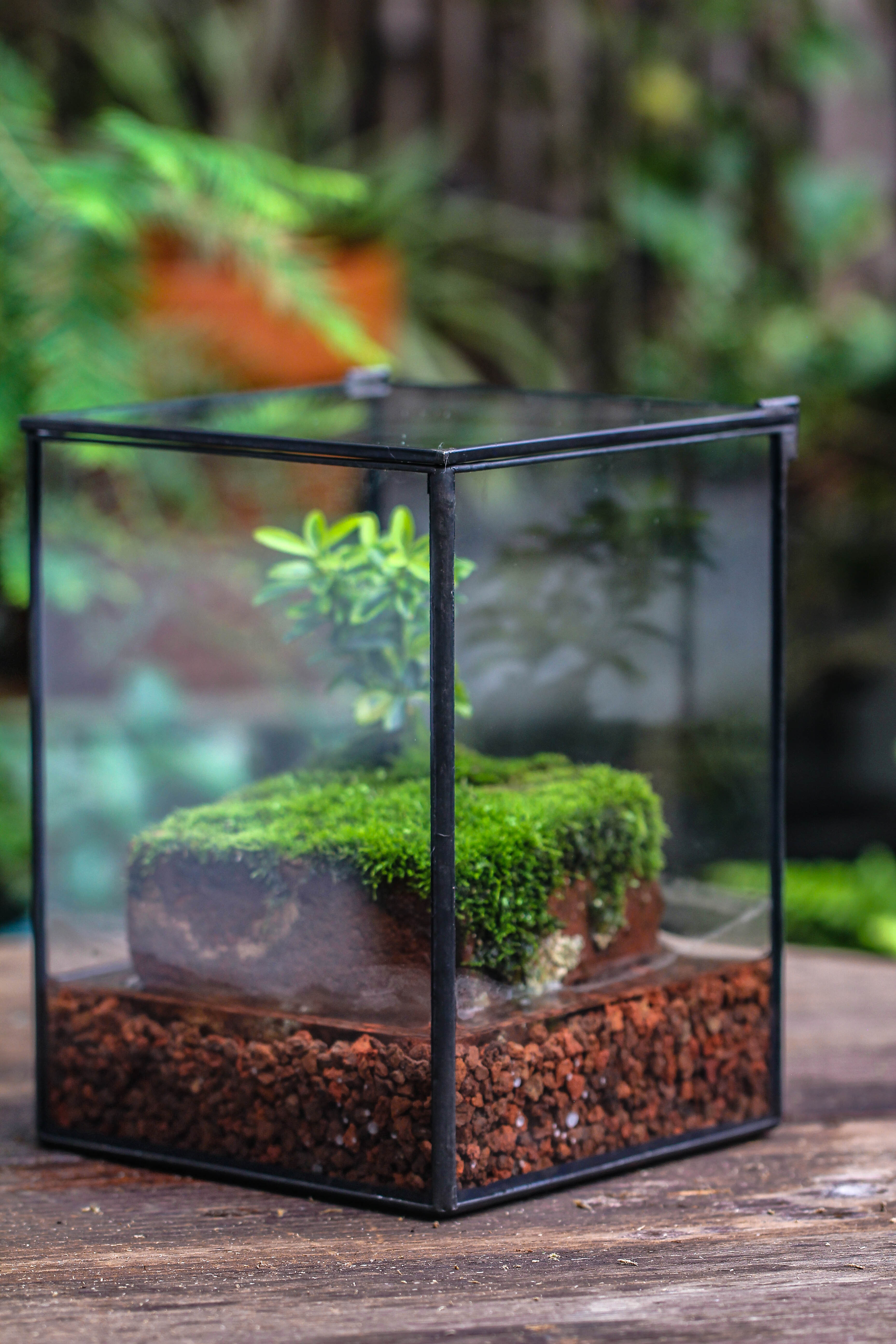 NCYP Watertight Close Geometric Glass Tin Terrarium, for small waterpond, moss landscape, Live Miniature, water pond, miniature - NCYPgarden