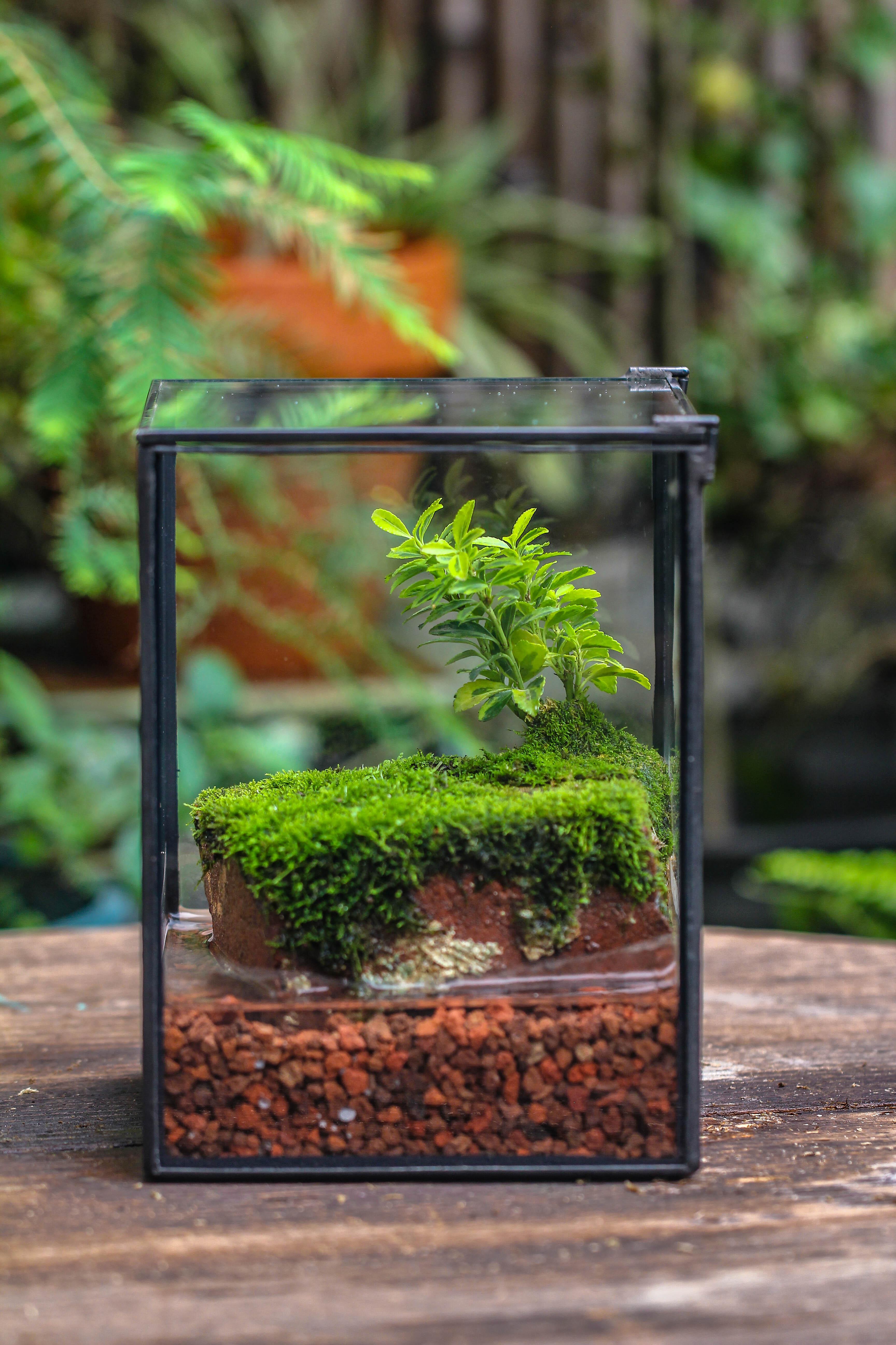NCYP Watertight Close Geometric Glass Tin Terrarium, for small waterpond, moss landscape, Live Miniature, water pond, miniature - NCYPgarden
