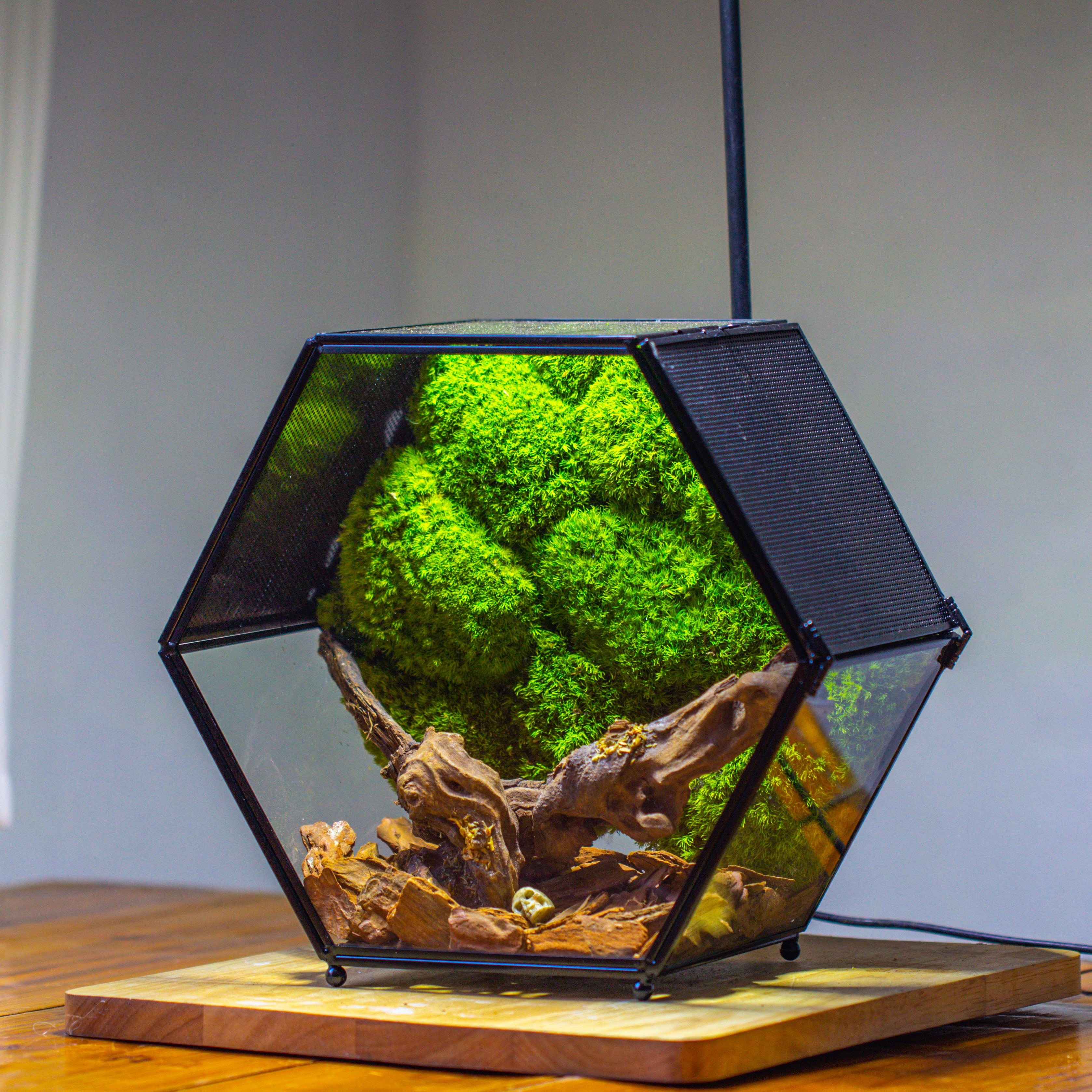 Handmade Hexagon Glass Geometric Terrarium Enclosure with Mesh Vents for Small Insects - NCYPgarden