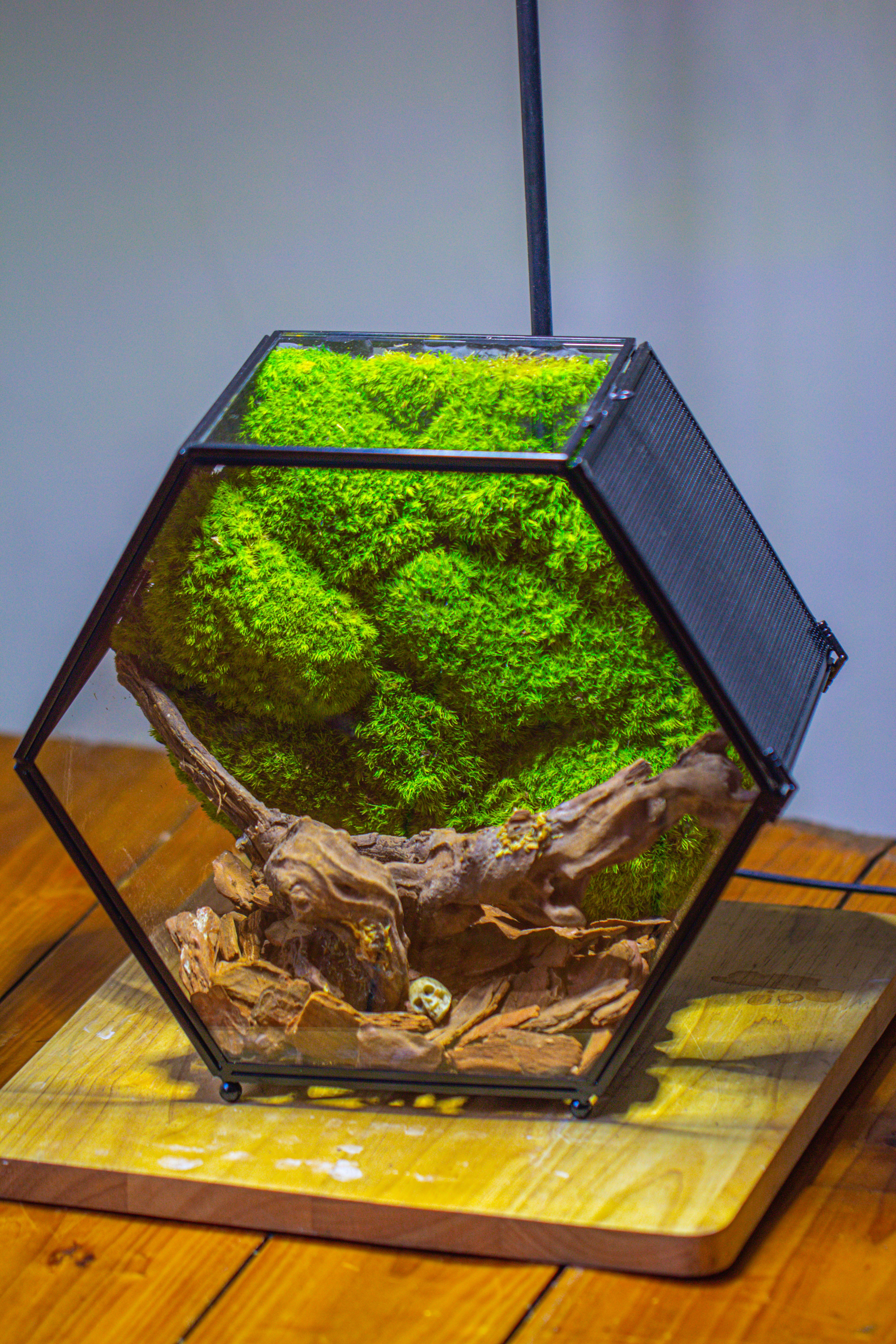 Handmade Hexagon Glass Geometric Terrarium Enclosure with Mesh Vents for Small Insects - NCYPgarden