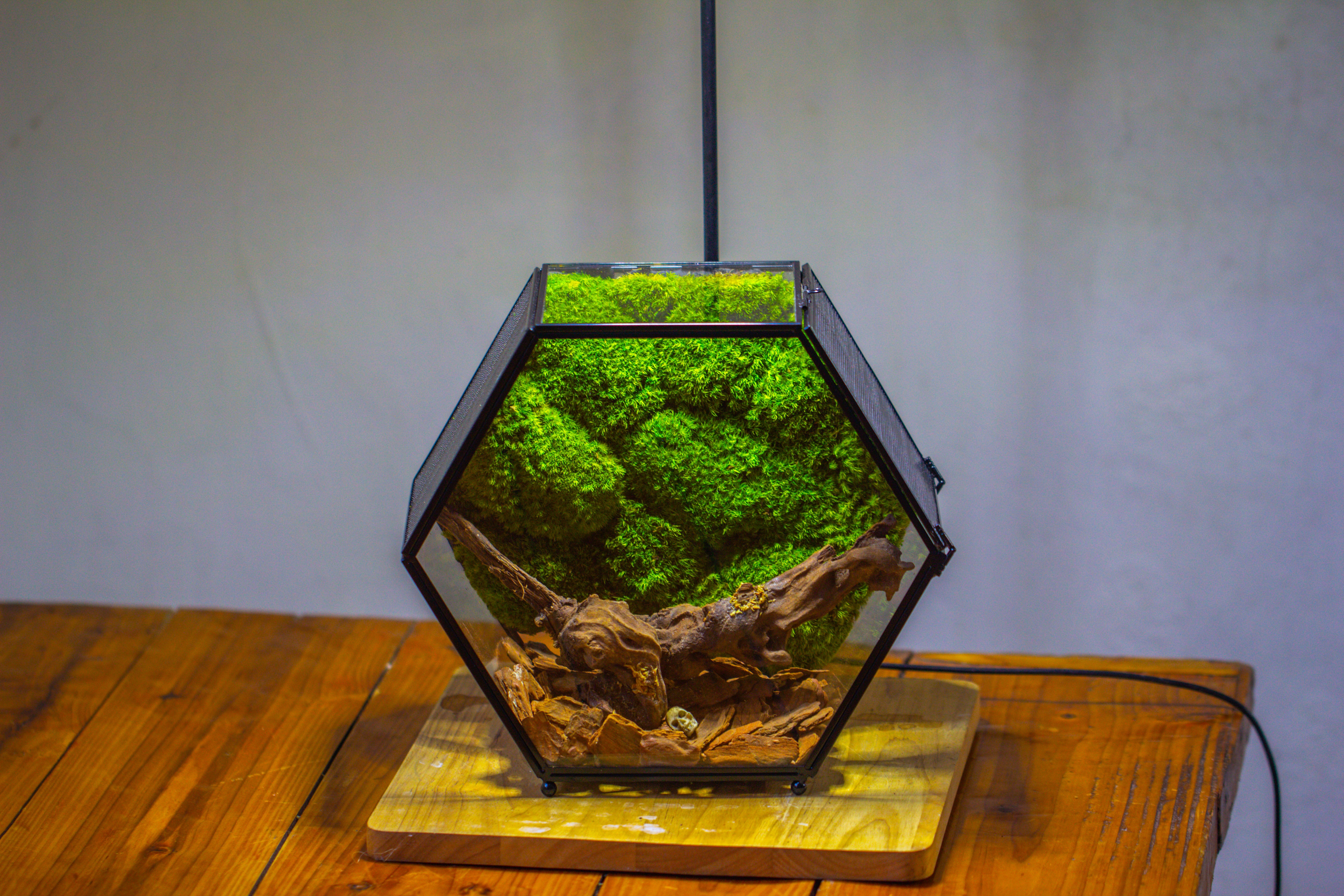 Handmade Hexagon Glass Geometric Terrarium Enclosure with Mesh Vents for Small Insects - NCYPgarden