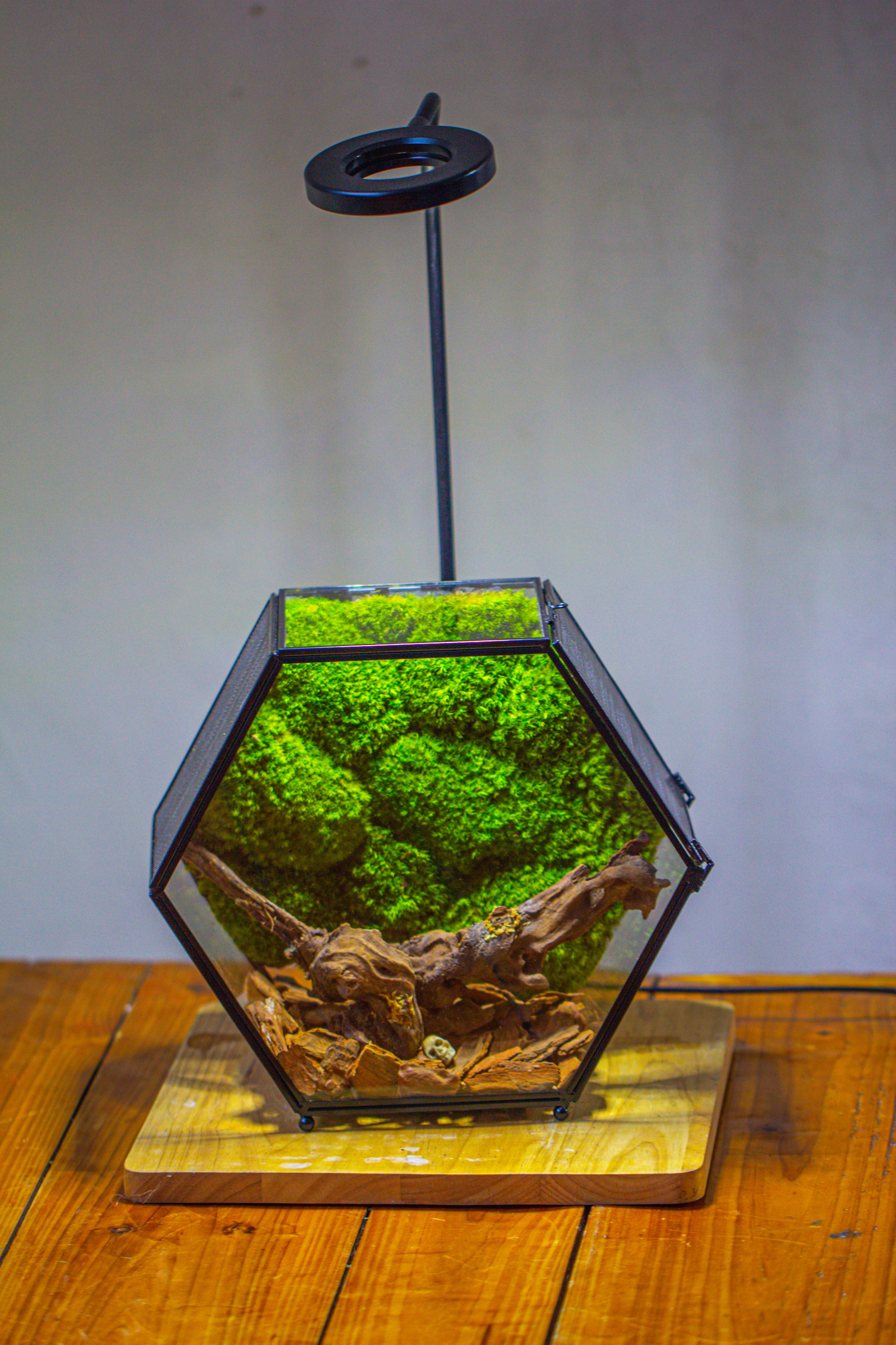 Handmade Hexagon Glass Geometric Terrarium Enclosure with Mesh Vents for Small Insects - NCYPgarden