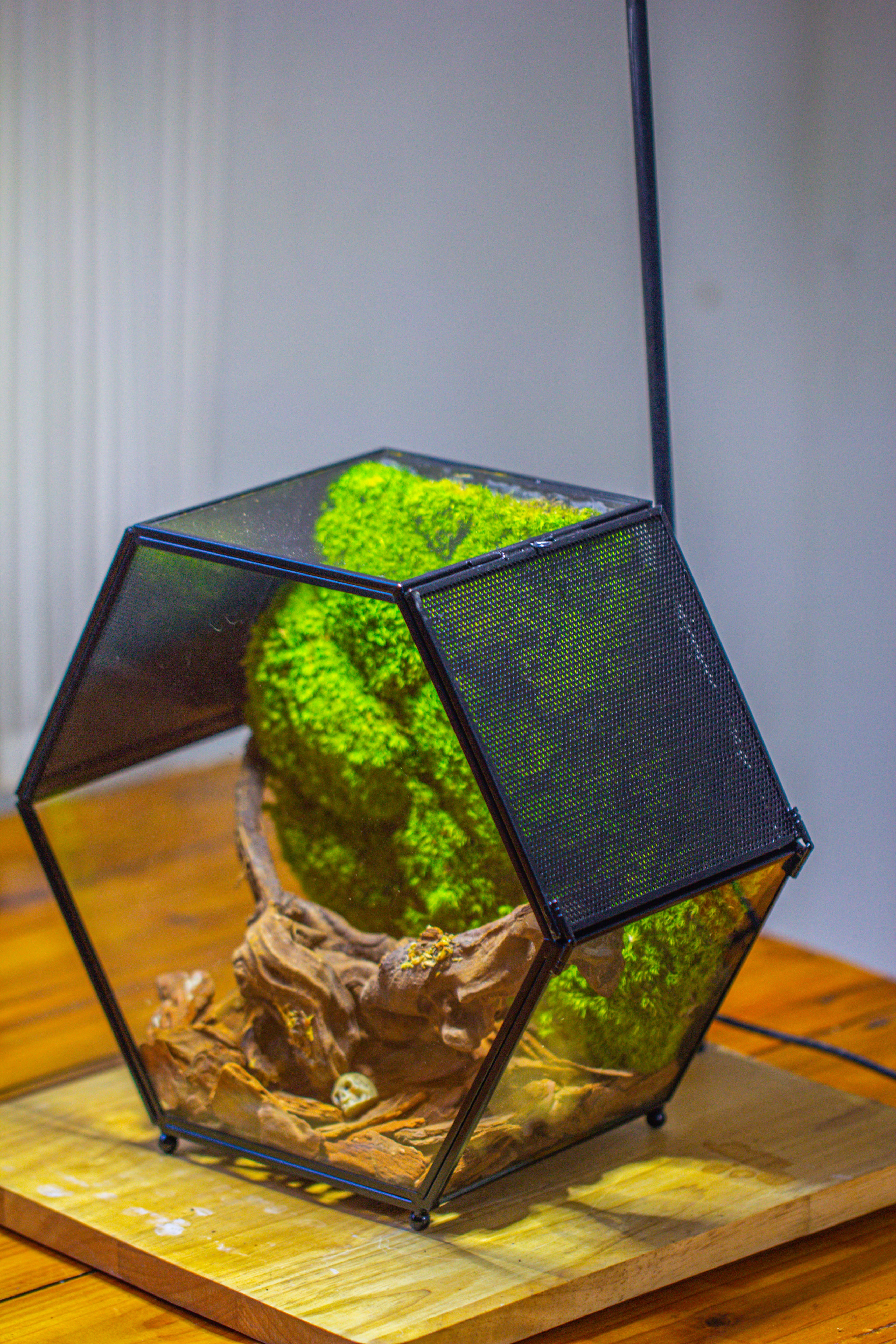 Handmade Hexagon Glass Geometric Terrarium Enclosure with Mesh Vents for Small Insects - NCYPgarden