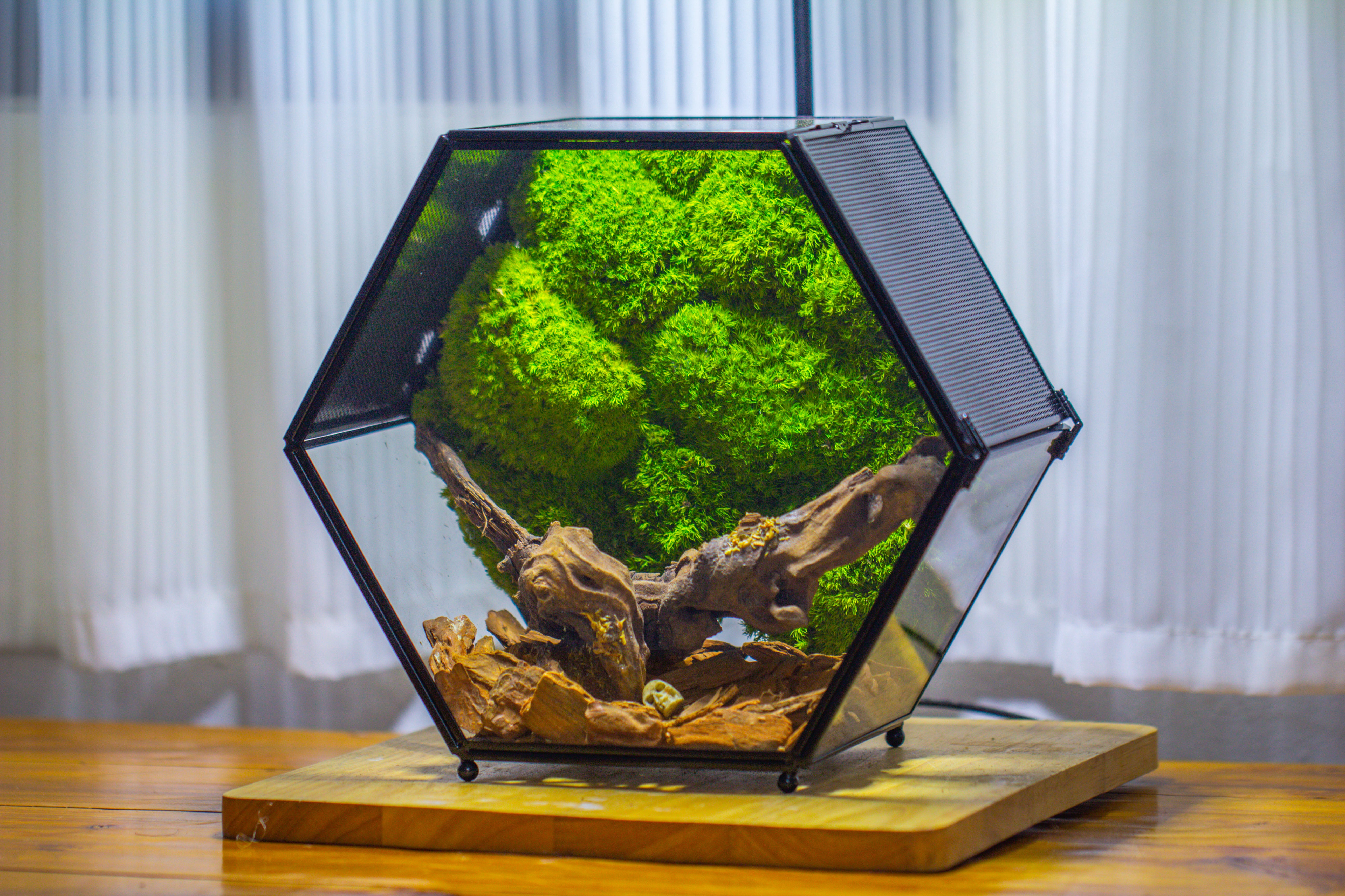 Handmade Hexagon Glass Geometric Terrarium Enclosure with Mesh Vents for Small Insects - NCYPgarden