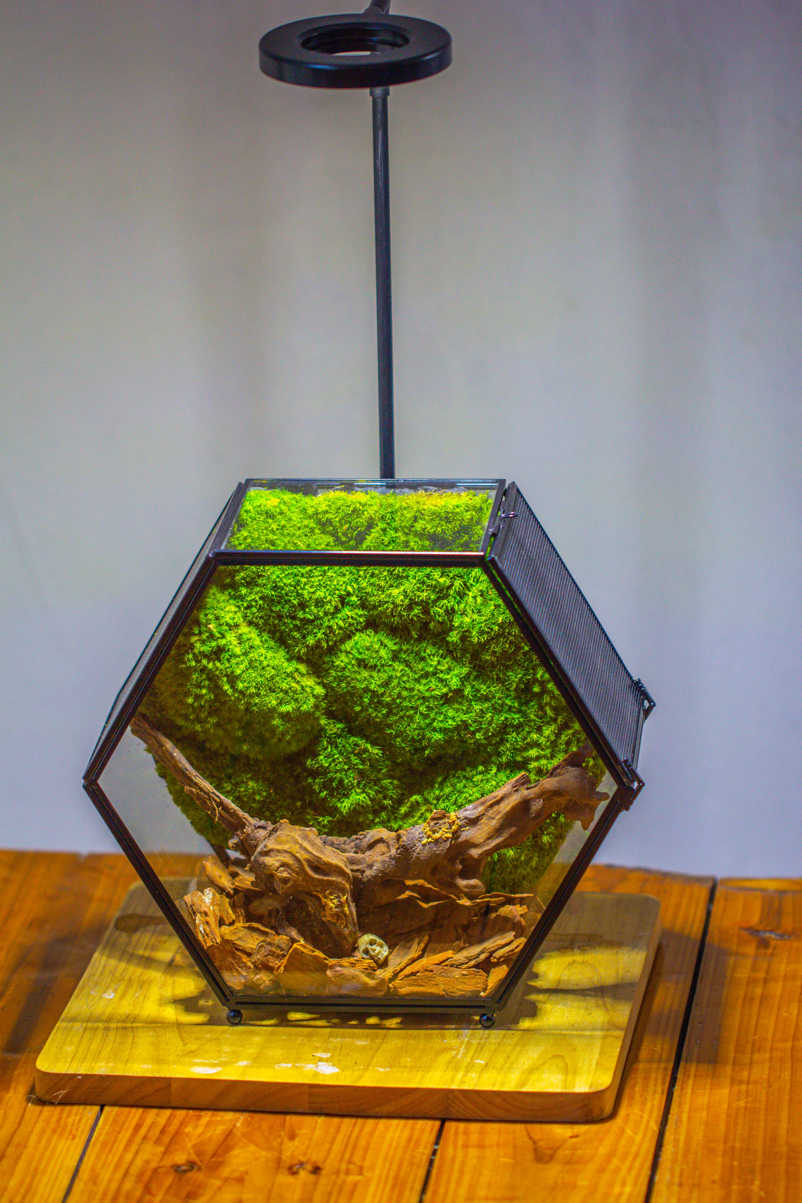Handmade Hexagon Glass Geometric Terrarium Enclosure with Mesh Vents for Small Insects - NCYPgarden