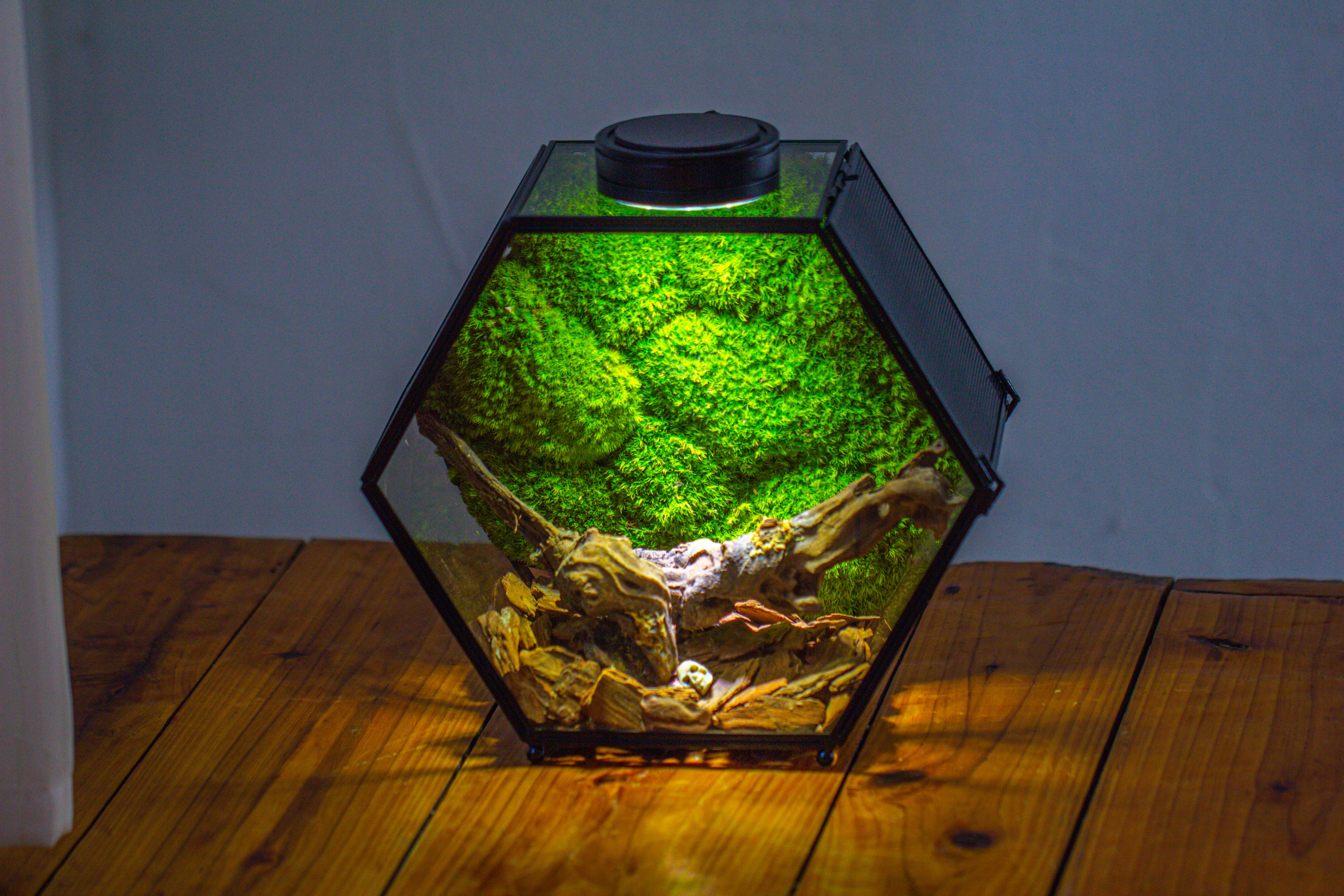 Handmade Hexagon Glass Geometric Terrarium Enclosure with Mesh Vents for Small Insects - NCYPgarden