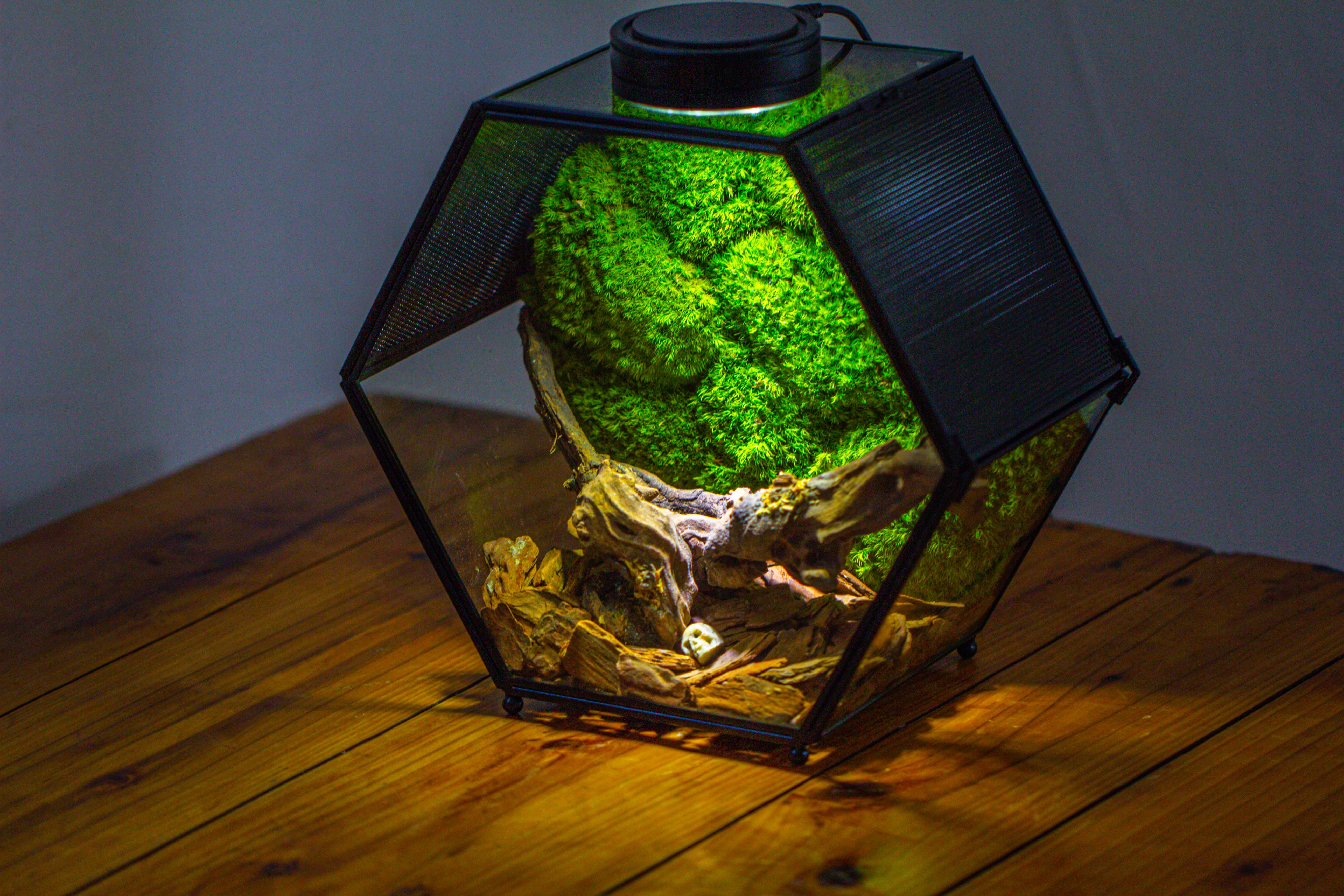 Handmade Hexagon Glass Geometric Terrarium Enclosure with Mesh Vents for Small Insects - NCYPgarden