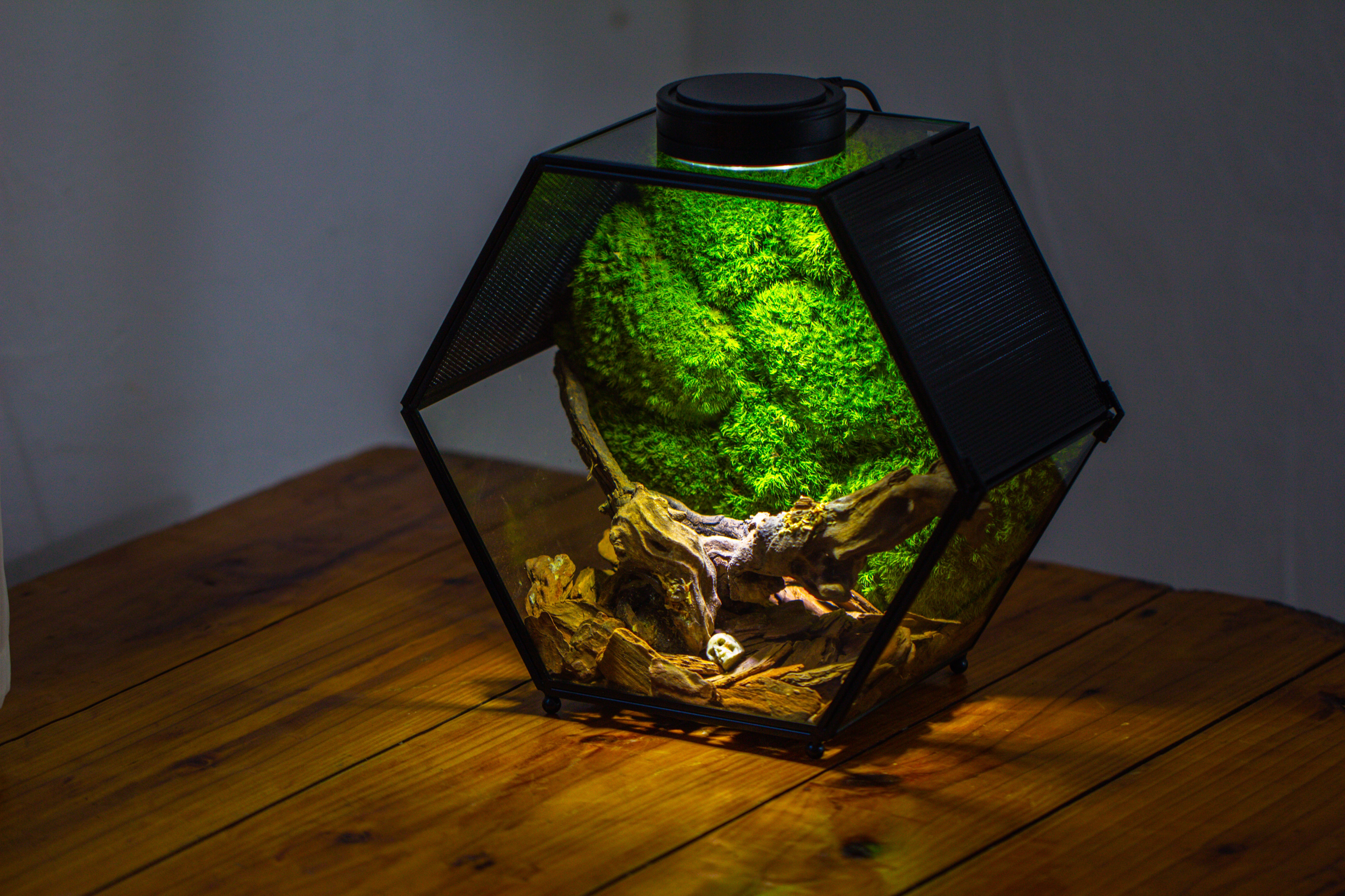 Handmade Hexagon Glass Geometric Terrarium Enclosure with Mesh Vents for Small Insects - NCYPgarden