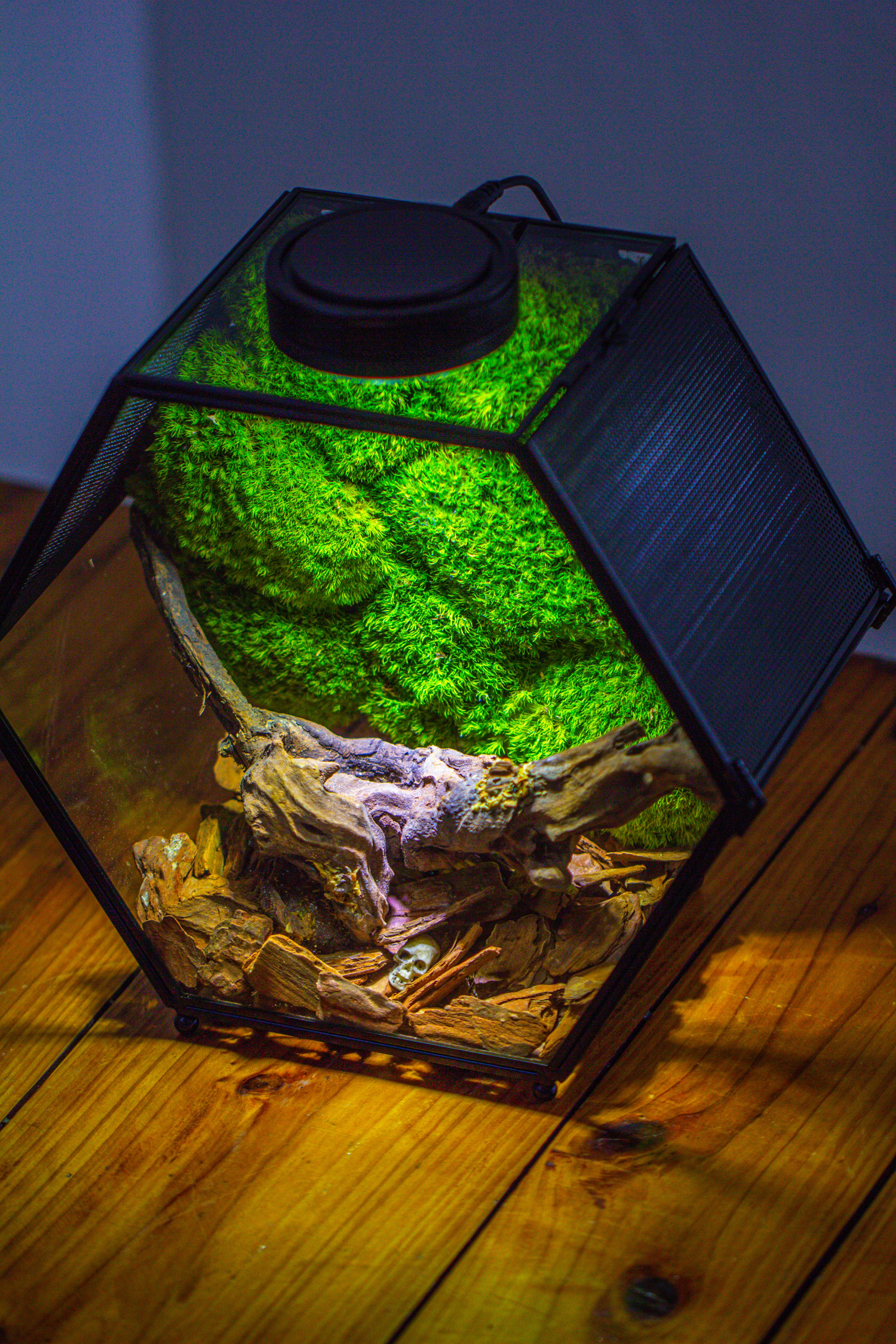 Handmade Hexagon Glass Geometric Terrarium Enclosure with Mesh Vents for Small Insects - NCYPgarden