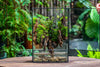 Close Geometric Glass Tin Terrarium , Watertight, 8x12" Container for Moss Wall, Fern, Landscape waterpond, 8x12", No plants Customizable - NCYPgarden