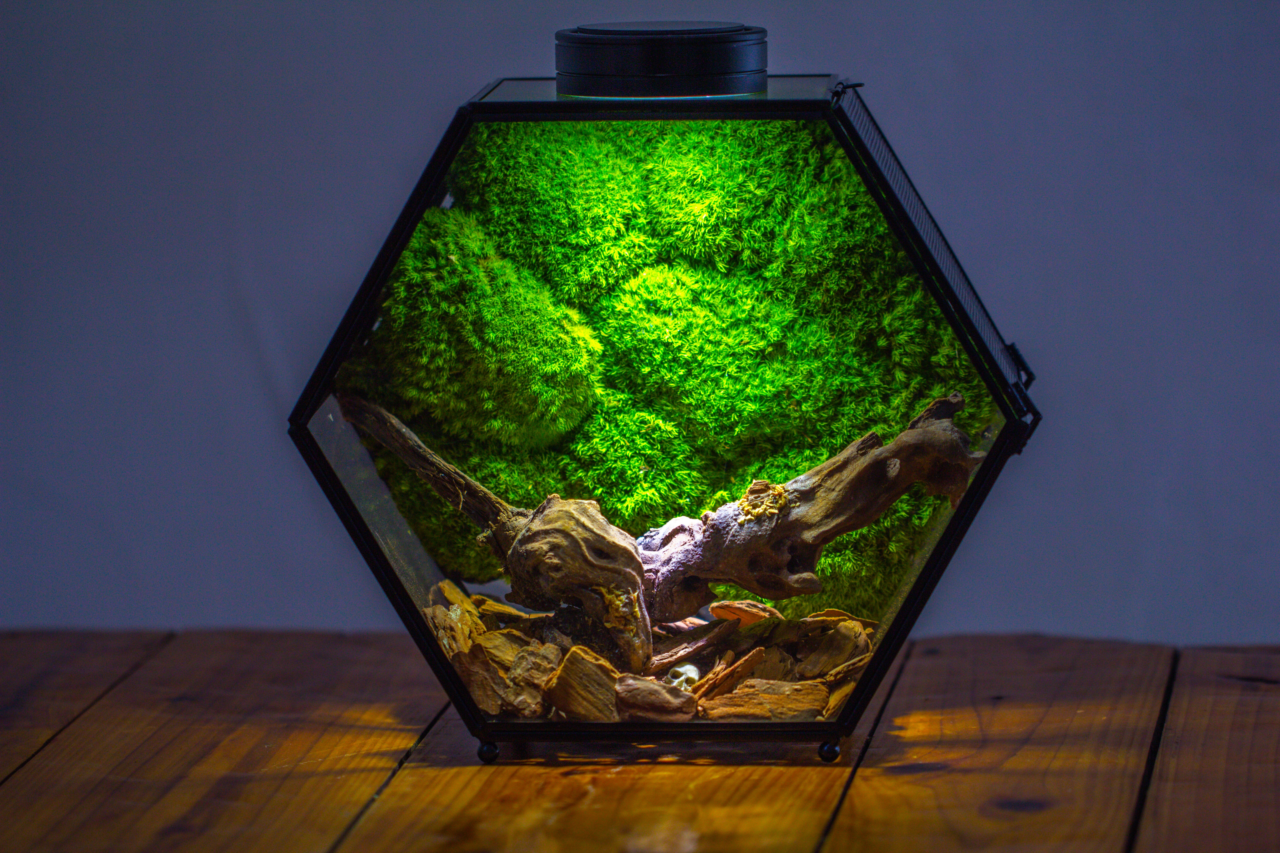 Handmade Hexagon Glass Geometric Terrarium Enclosure with Mesh Vents for Small Insects - NCYPgarden
