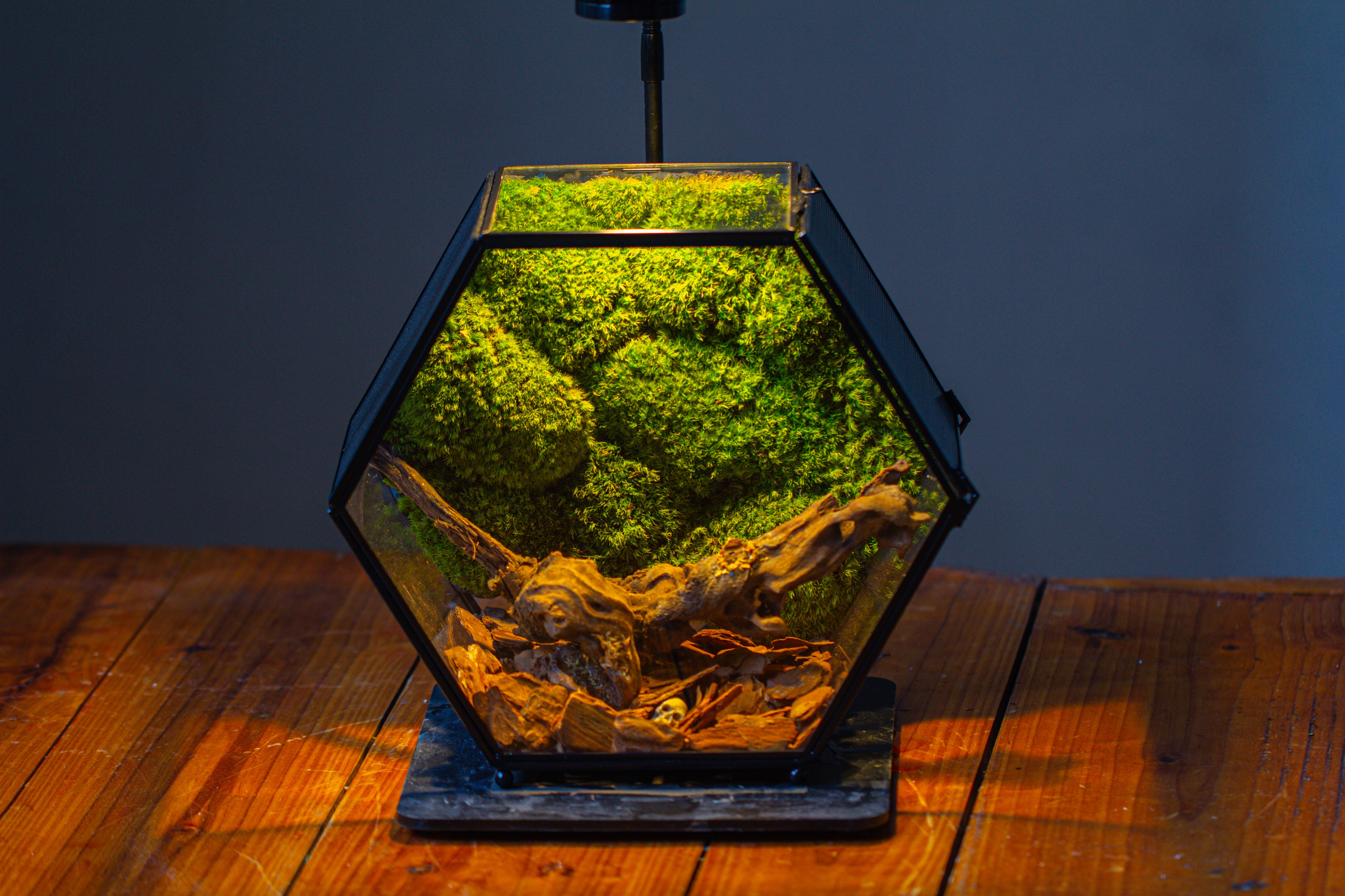Handmade Hexagon Glass Geometric Terrarium Enclosure with Mesh Vents for Small Insects - NCYPgarden