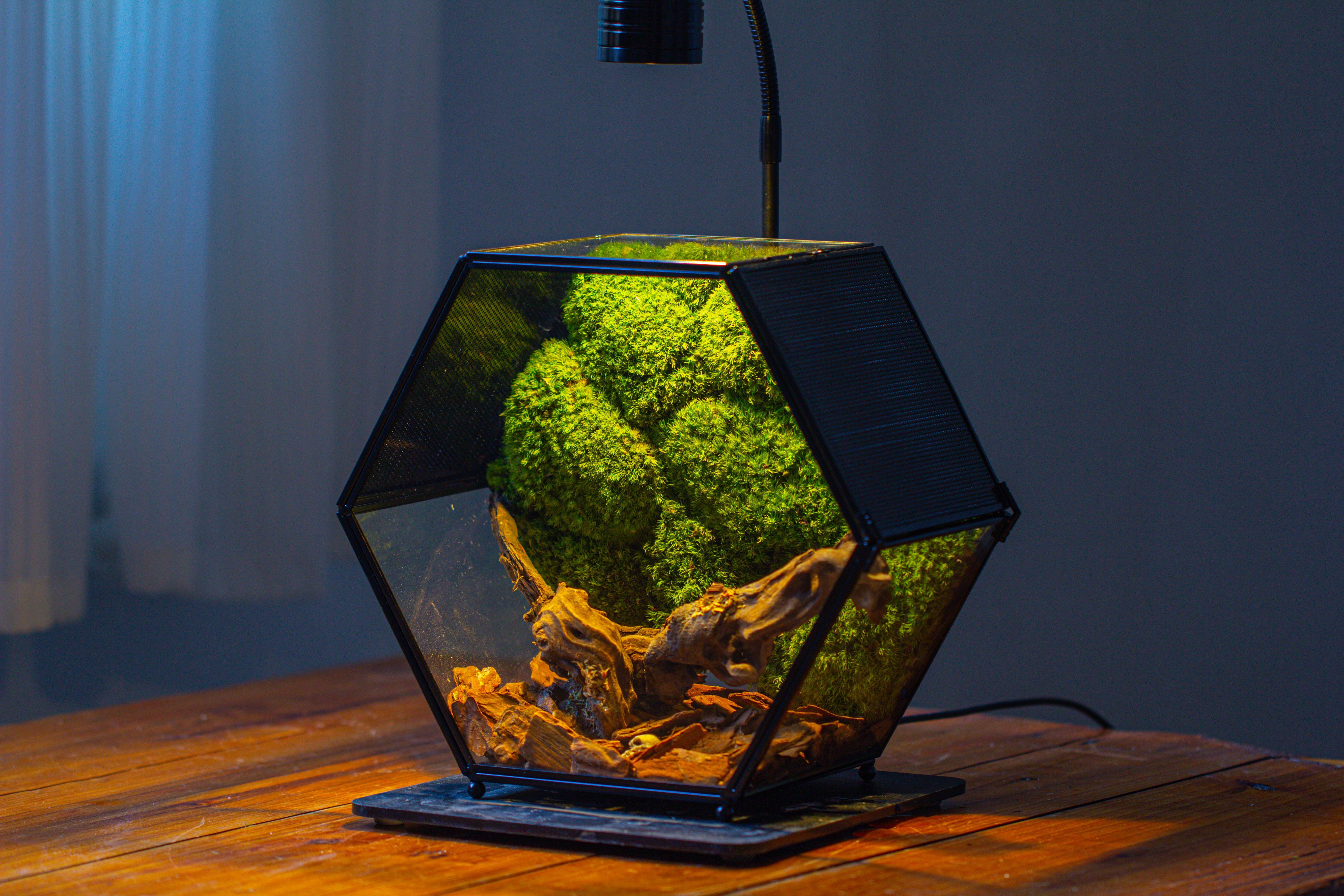 Handmade Hexagon Glass Geometric Terrarium Enclosure with Mesh Vents for Small Insects - NCYPgarden