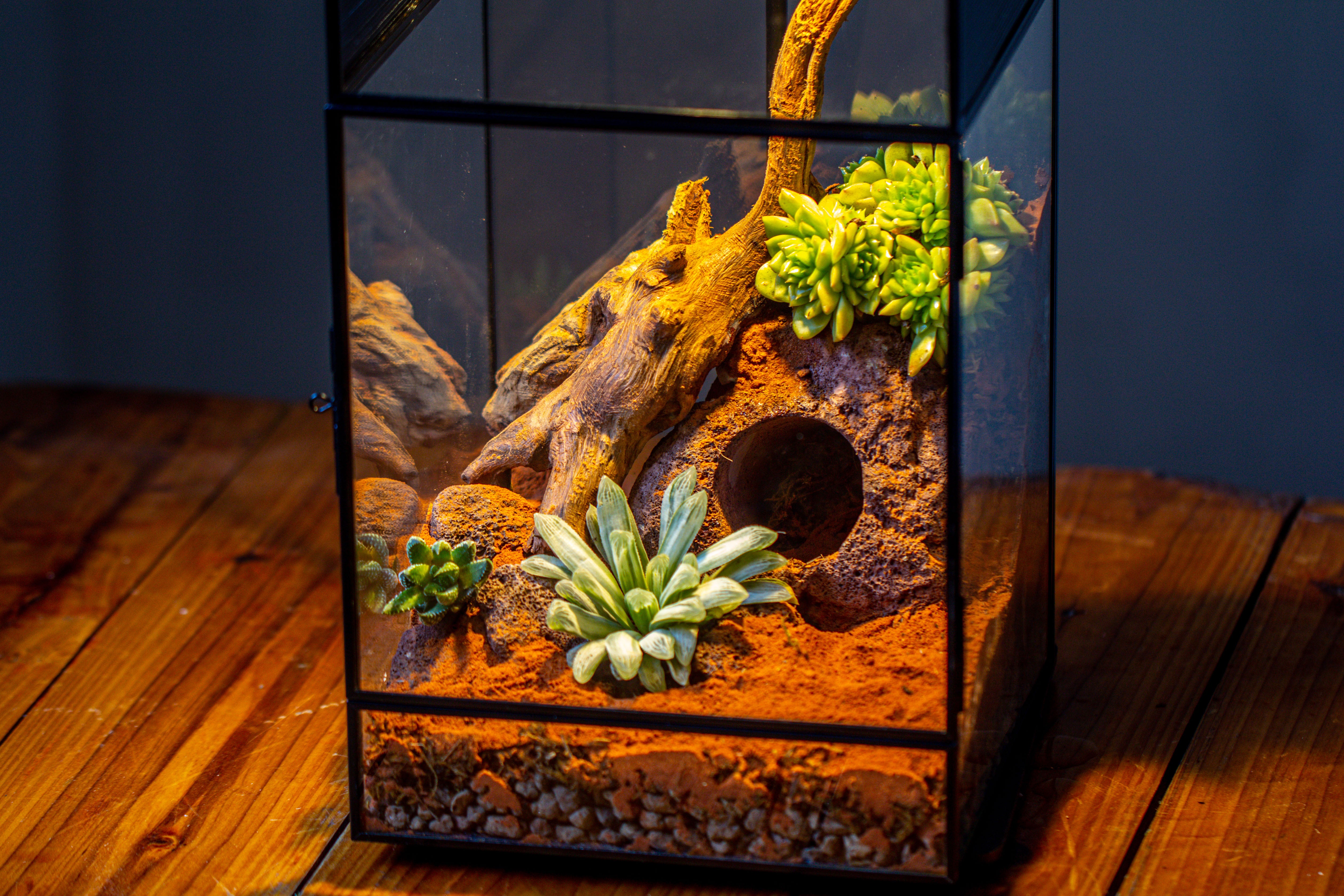 8x8x12 inches Large Handmade Glass Geometric Terrarium with Side Vent, for large insects - NCYPgarden
