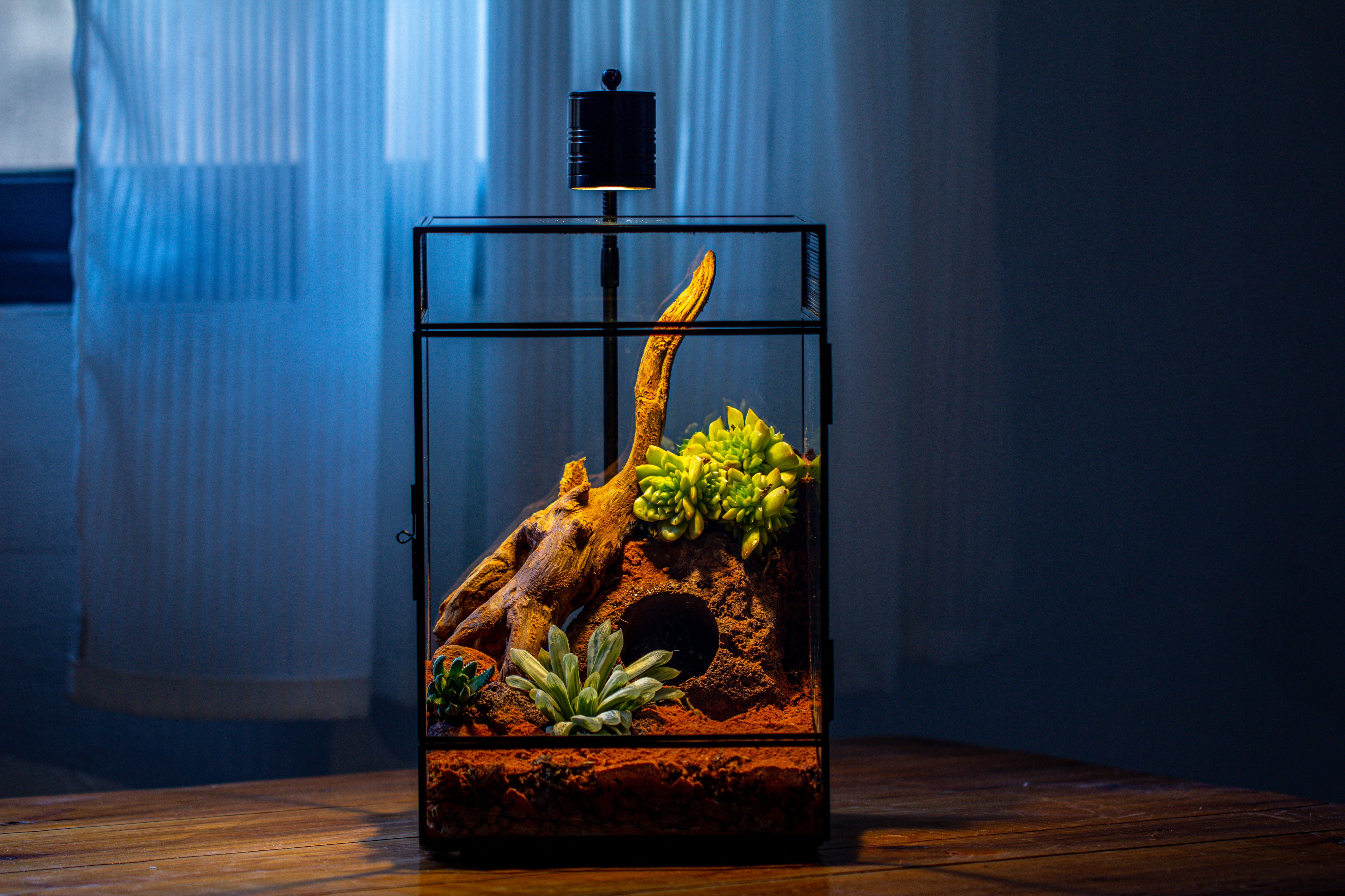 8x8x12 inches Large Handmade Glass Geometric Terrarium with Side Vent, for large insects - NCYPgarden
