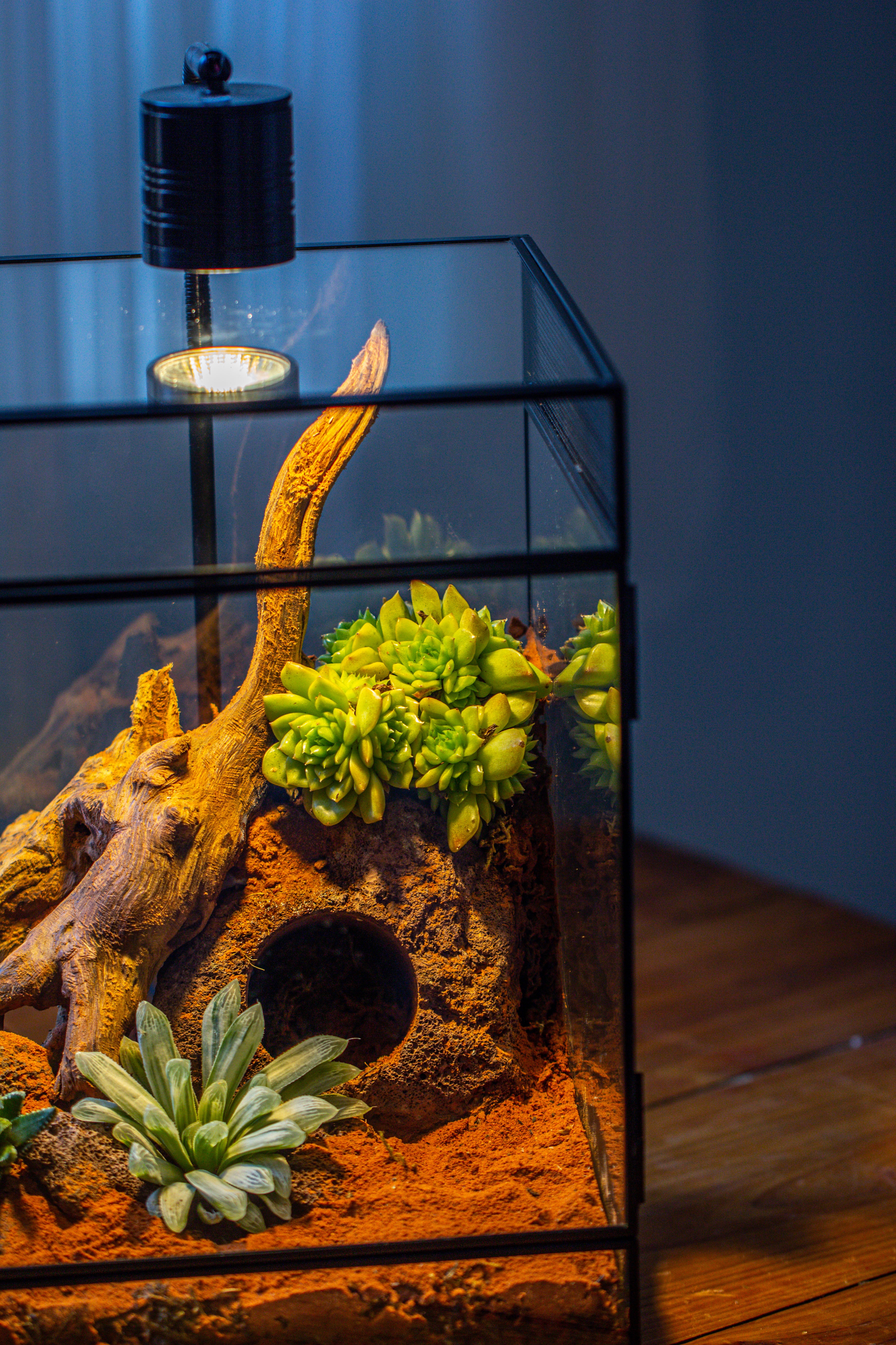 8x8x12 inches Large Handmade Glass Geometric Terrarium with Side Vent, for large insects - NCYPgarden