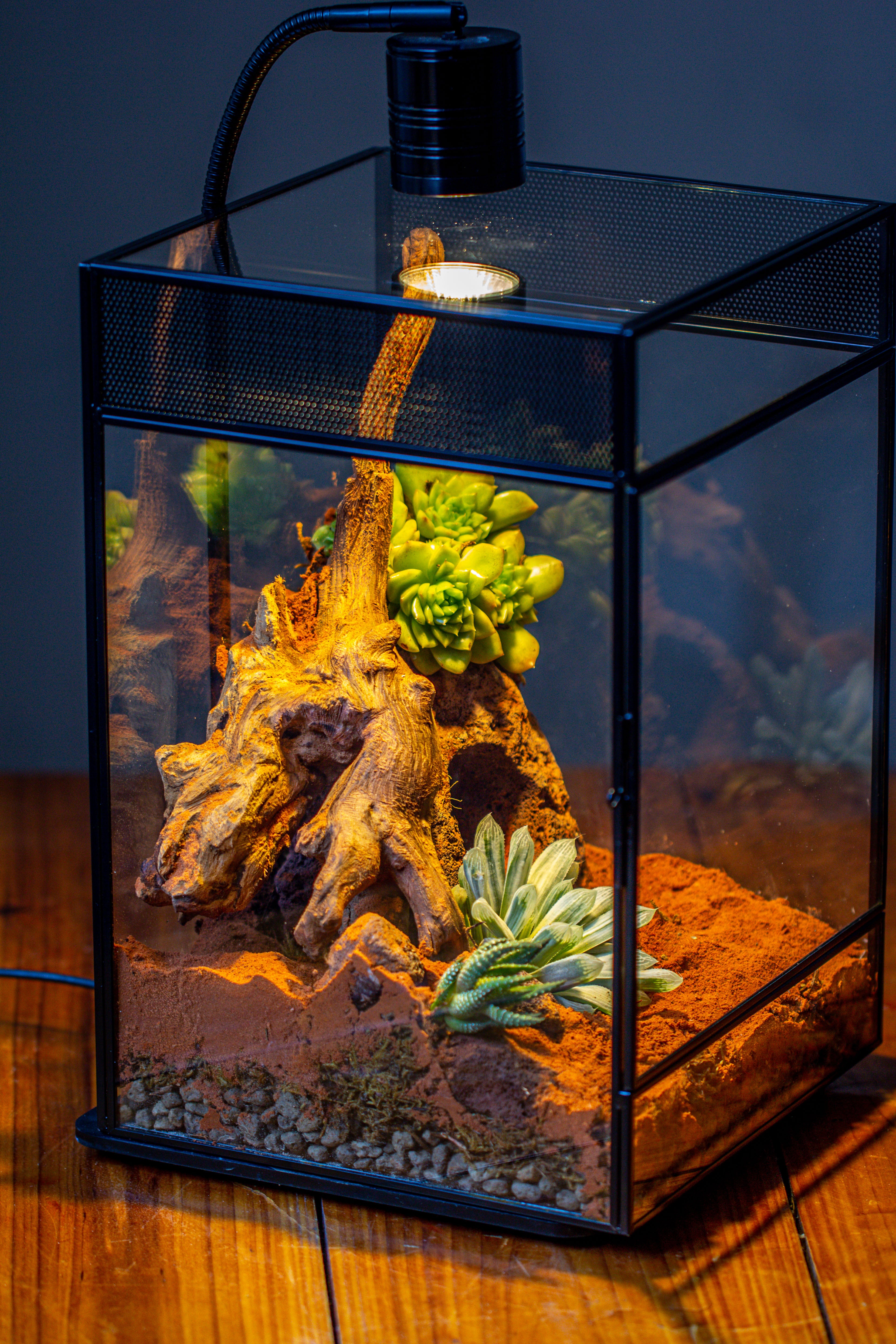 8x8x12 inches Large Handmade Glass Geometric Terrarium with Side Vent, for large insects - NCYPgarden