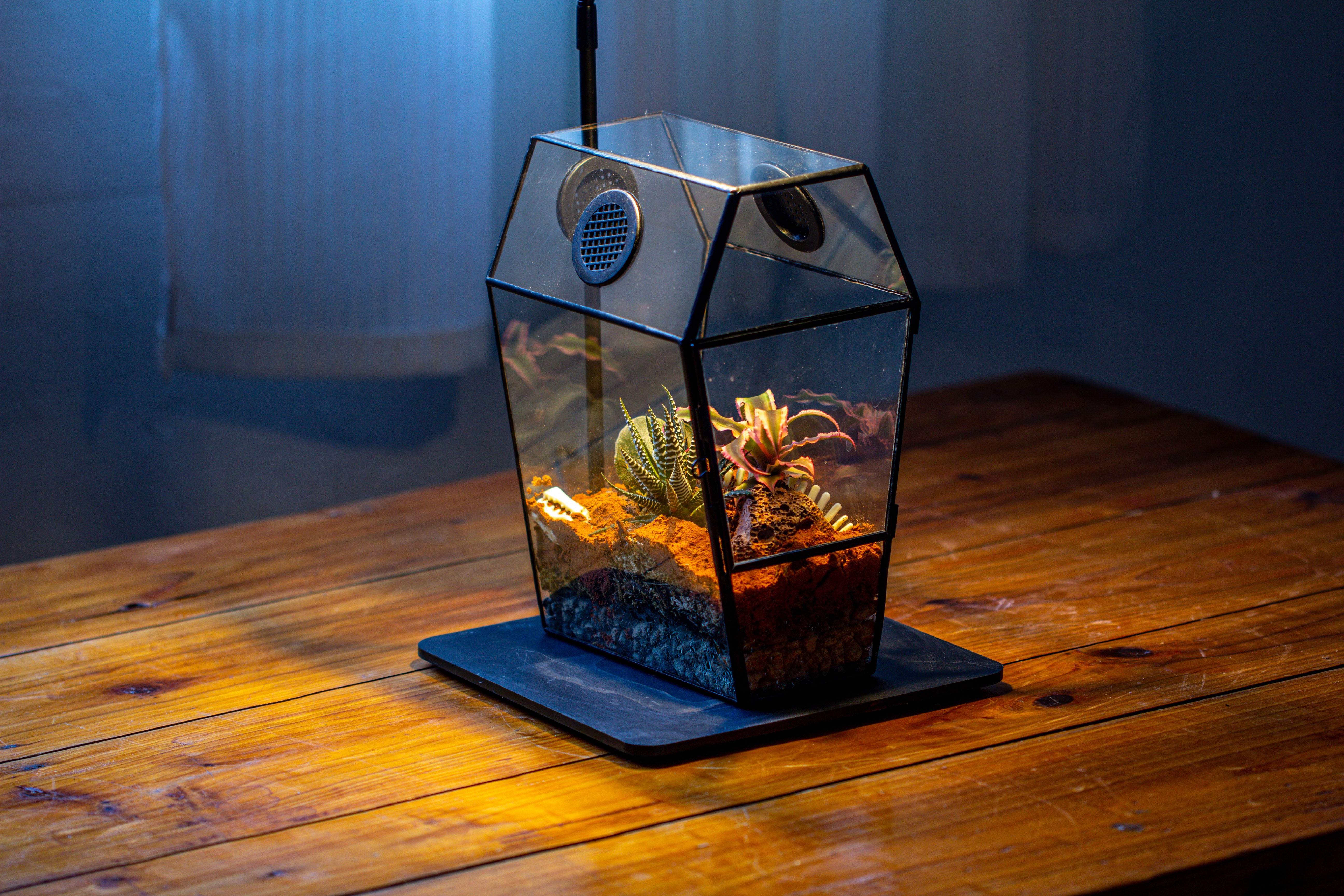 Coffin-Shaped Tin Glass Terrarium Enclosure, Gothic Style, for Jumping Spider, Insects, Snails - NCYPgarden