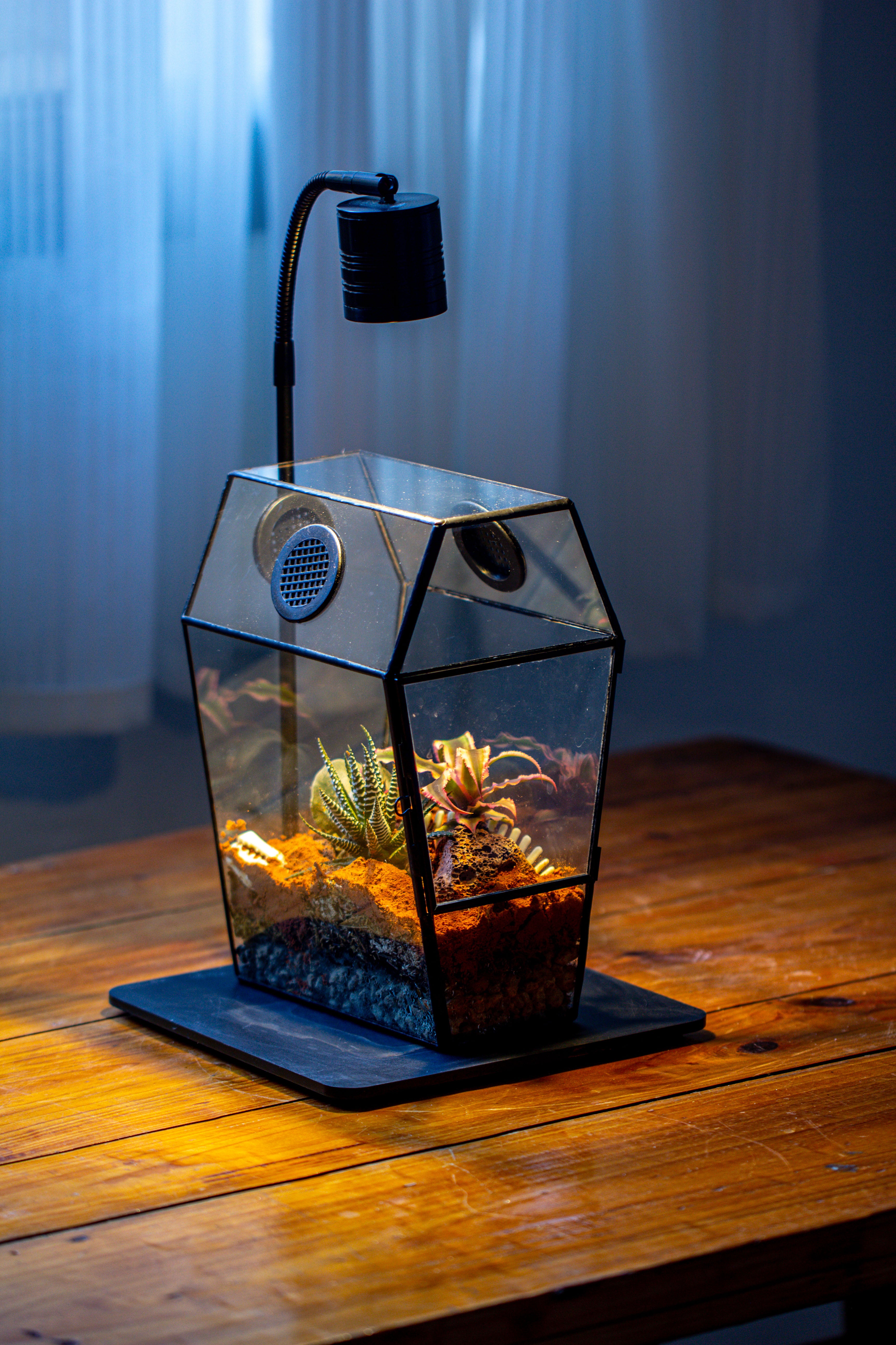 Coffin-Shaped Tin Glass Terrarium Enclosure, Gothic Style, for Jumping Spider, Insects, Snails - NCYPgarden