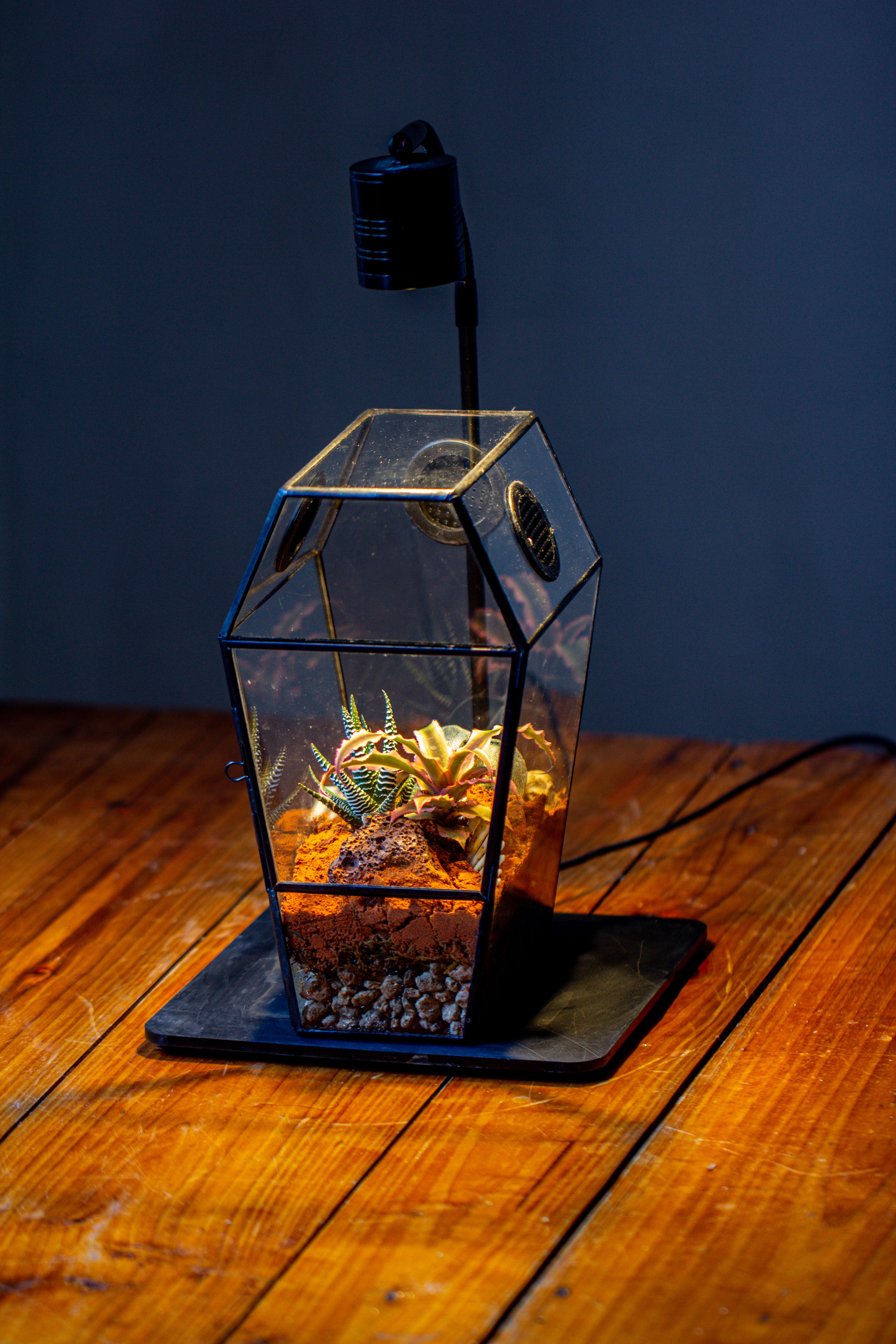 Coffin-Shaped Tin Glass Terrarium Enclosure, Gothic Style, for Jumping Spider, Insects, Snails - NCYPgarden