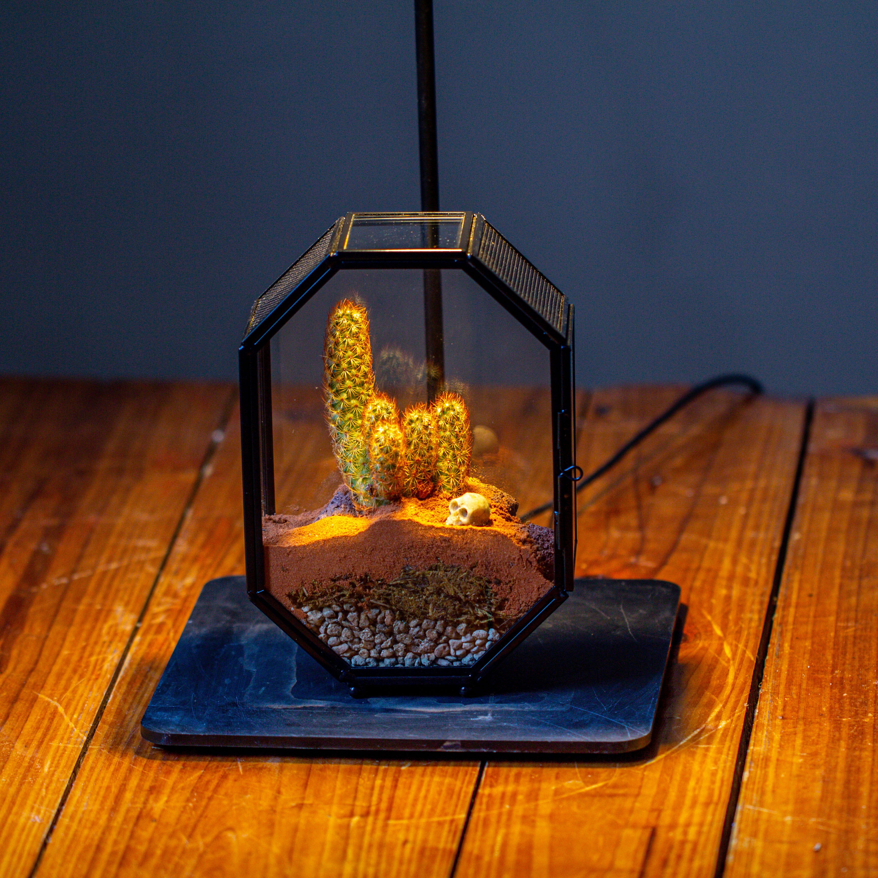 Mini 5x7 inches Octagon Shape Glass Geometric Terrarium Enclosure with Side Vent  for Small Insect, Jumping Spider - NCYPgarden