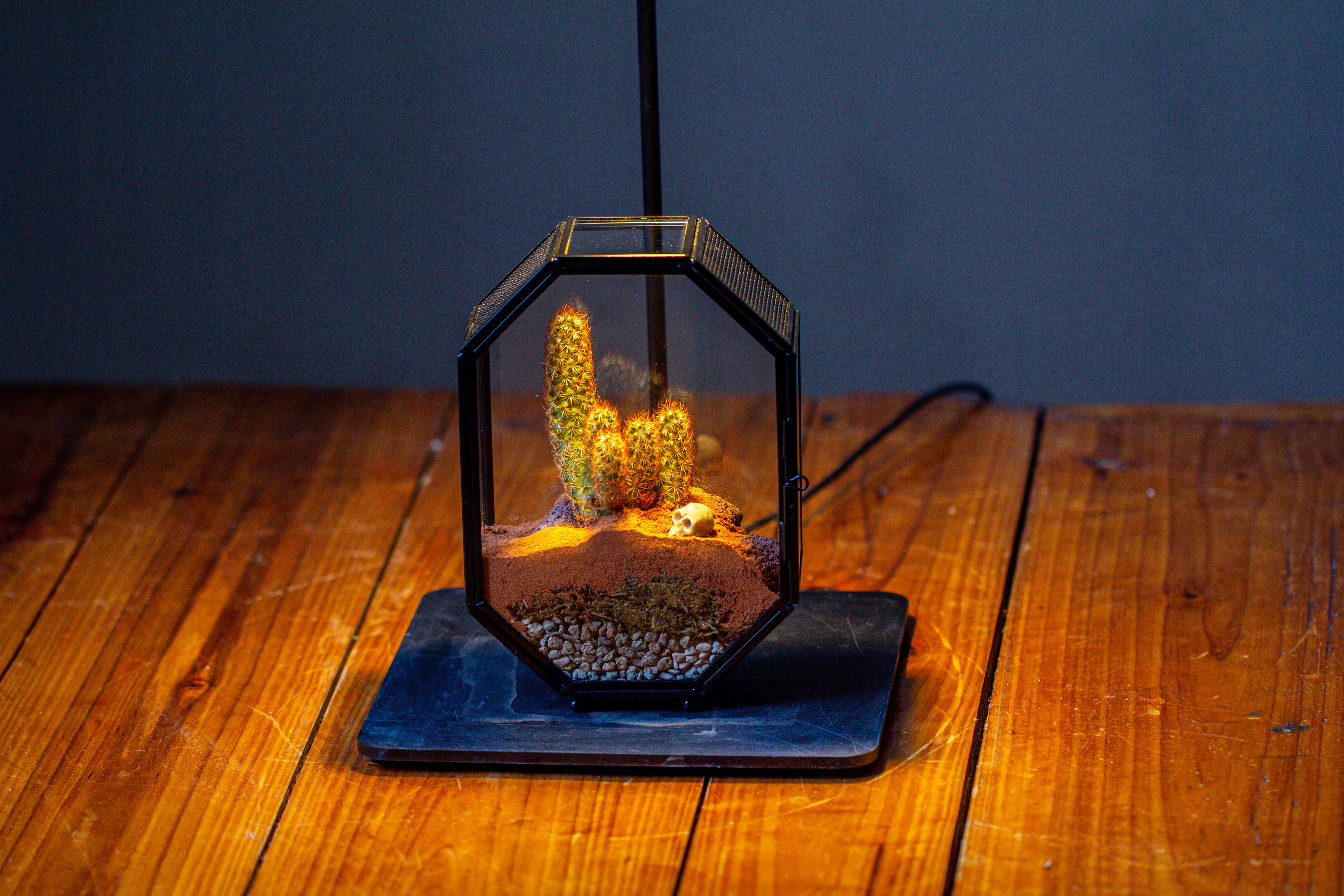 Mini 5x7 inches Octagon Shape Glass Geometric Terrarium Enclosure with Side Vent  for Small Insect, Jumping Spider - NCYPgarden