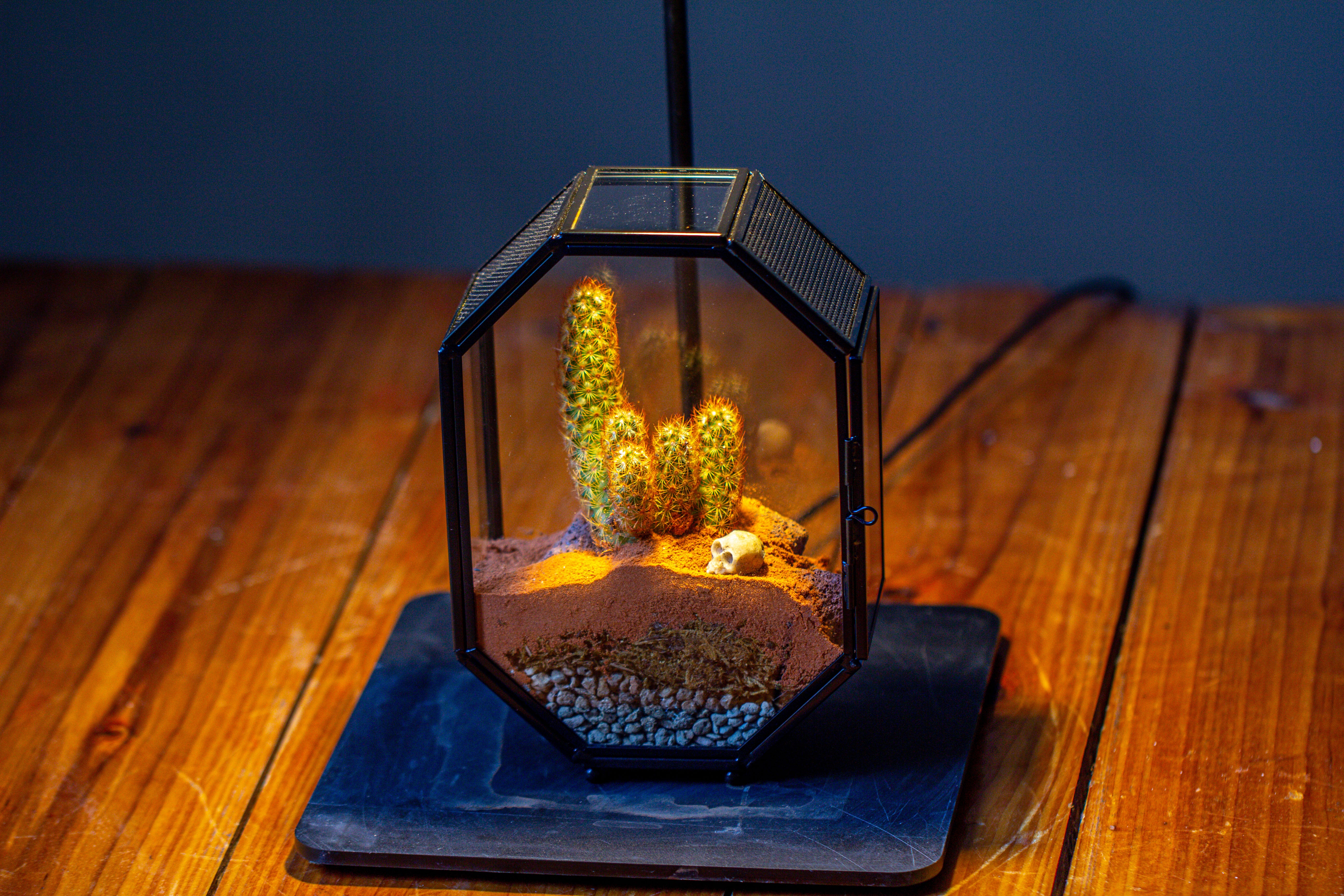 Mini 5x7 inches Octagon Shape Glass Geometric Terrarium Enclosure with Side Vent  for Small Insect, Jumping Spider - NCYPgarden