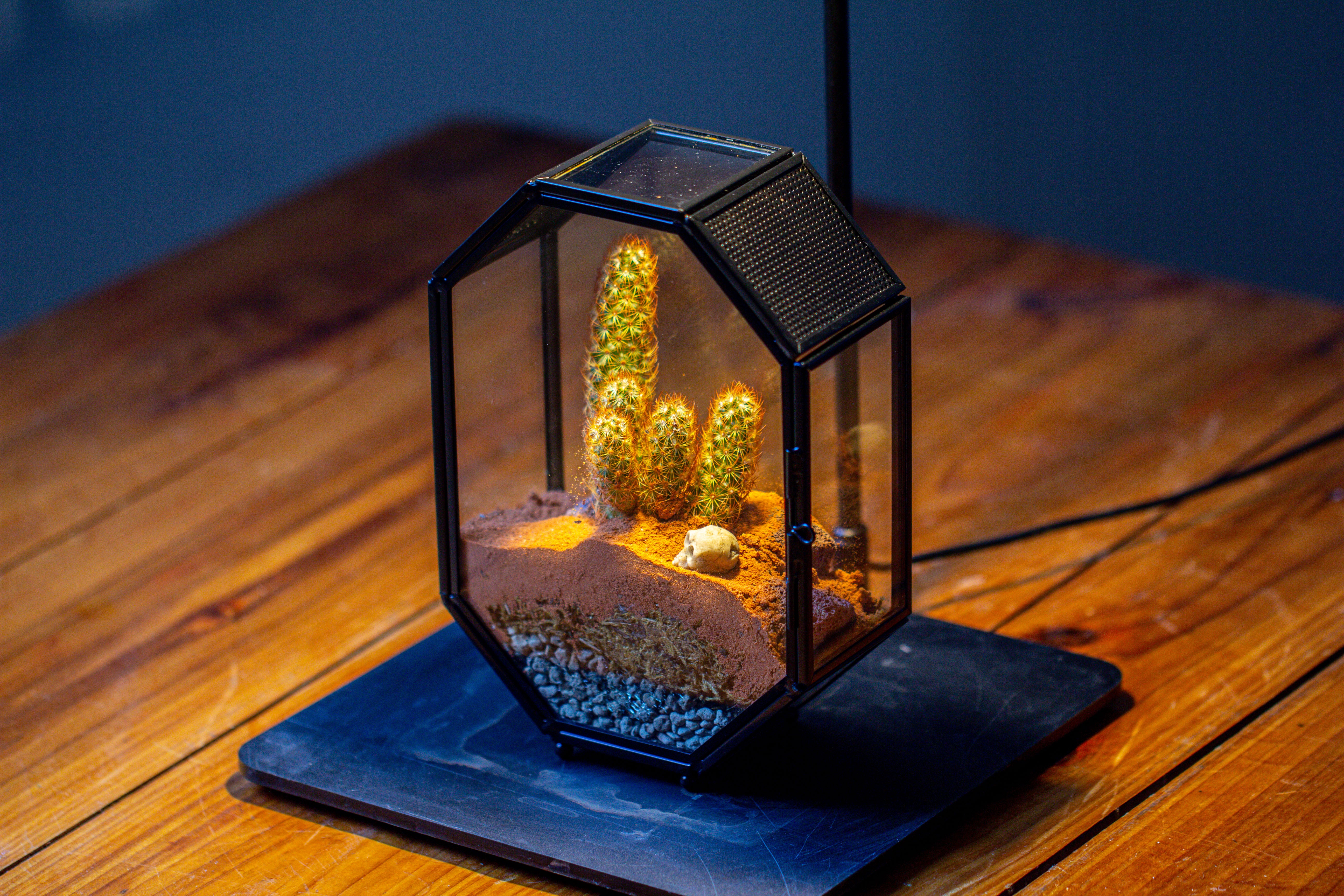 Mini 5x7 inches Octagon Shape Glass Geometric Terrarium Enclosure with Side Vent  for Small Insect, Jumping Spider - NCYPgarden