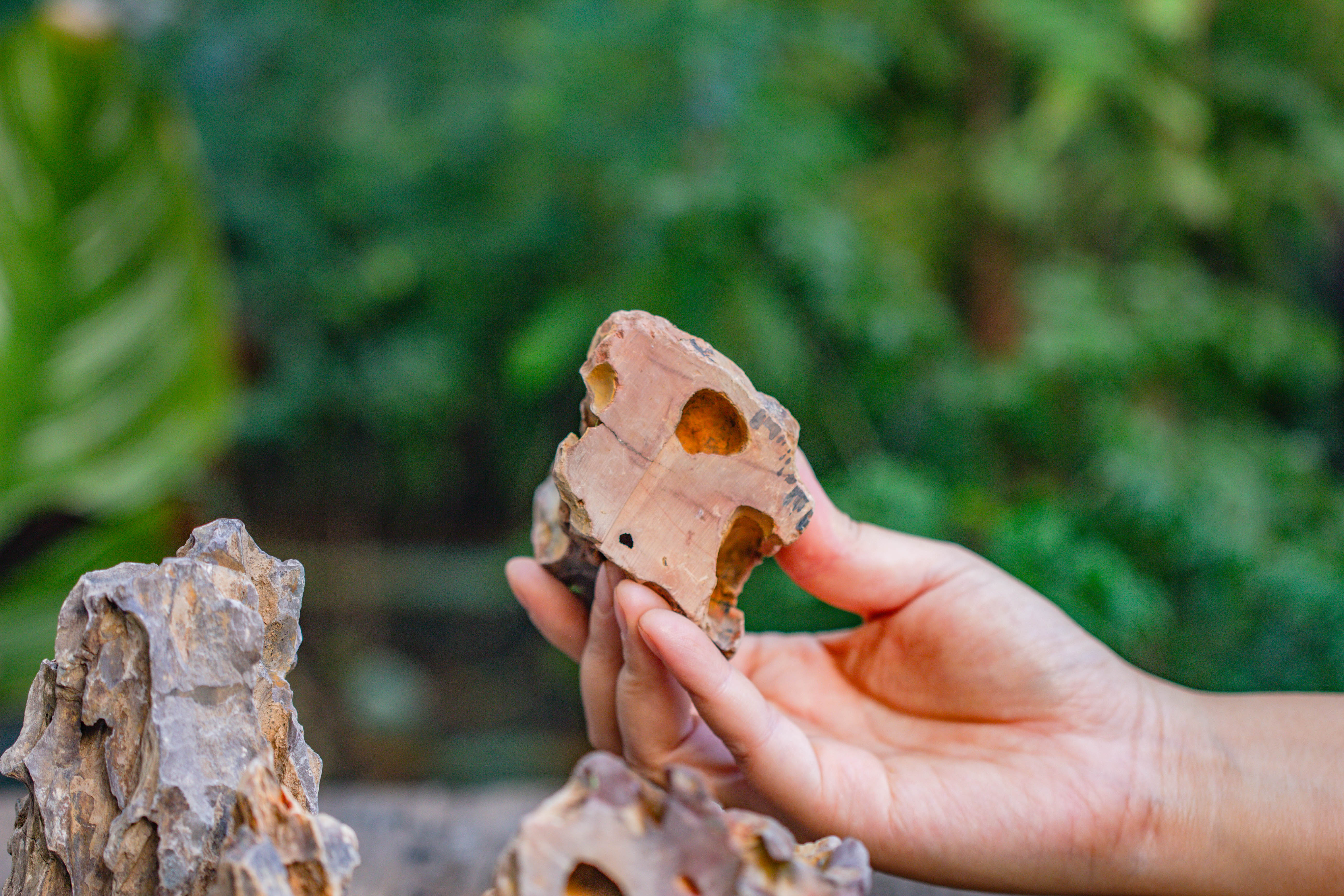 2-6" / 5-15cm cutted Flat bottom Natural Ohko Dragon Stone Rock for Terrarium, Aquarium Bonsai Landscape, 2kg/4.4lb, with DIY tools - NCYPgarden