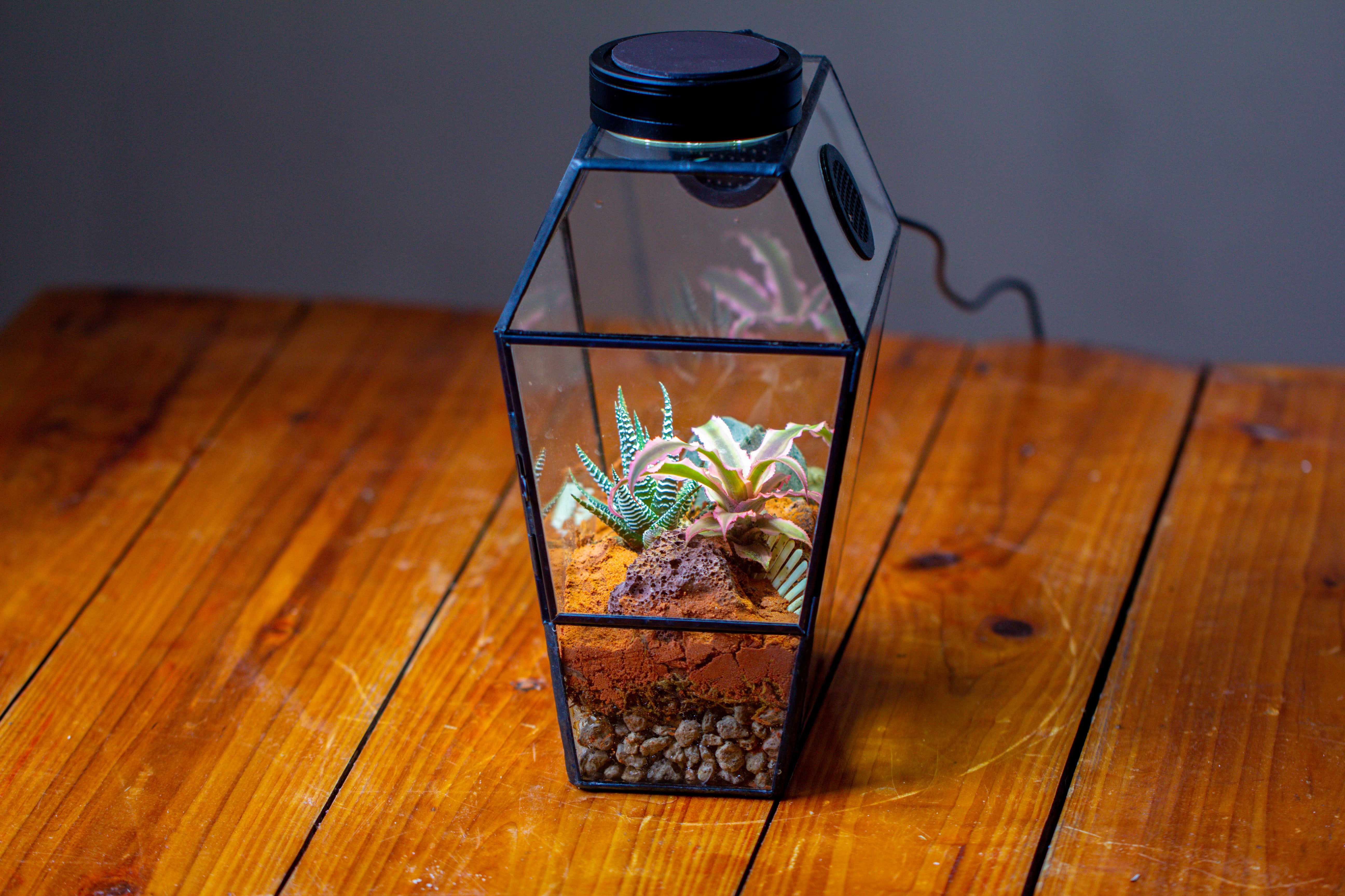 Coffin-Shaped Tin Glass Terrarium Enclosure, Gothic Style, for Jumping Spider, Insects, Snails - NCYPgarden