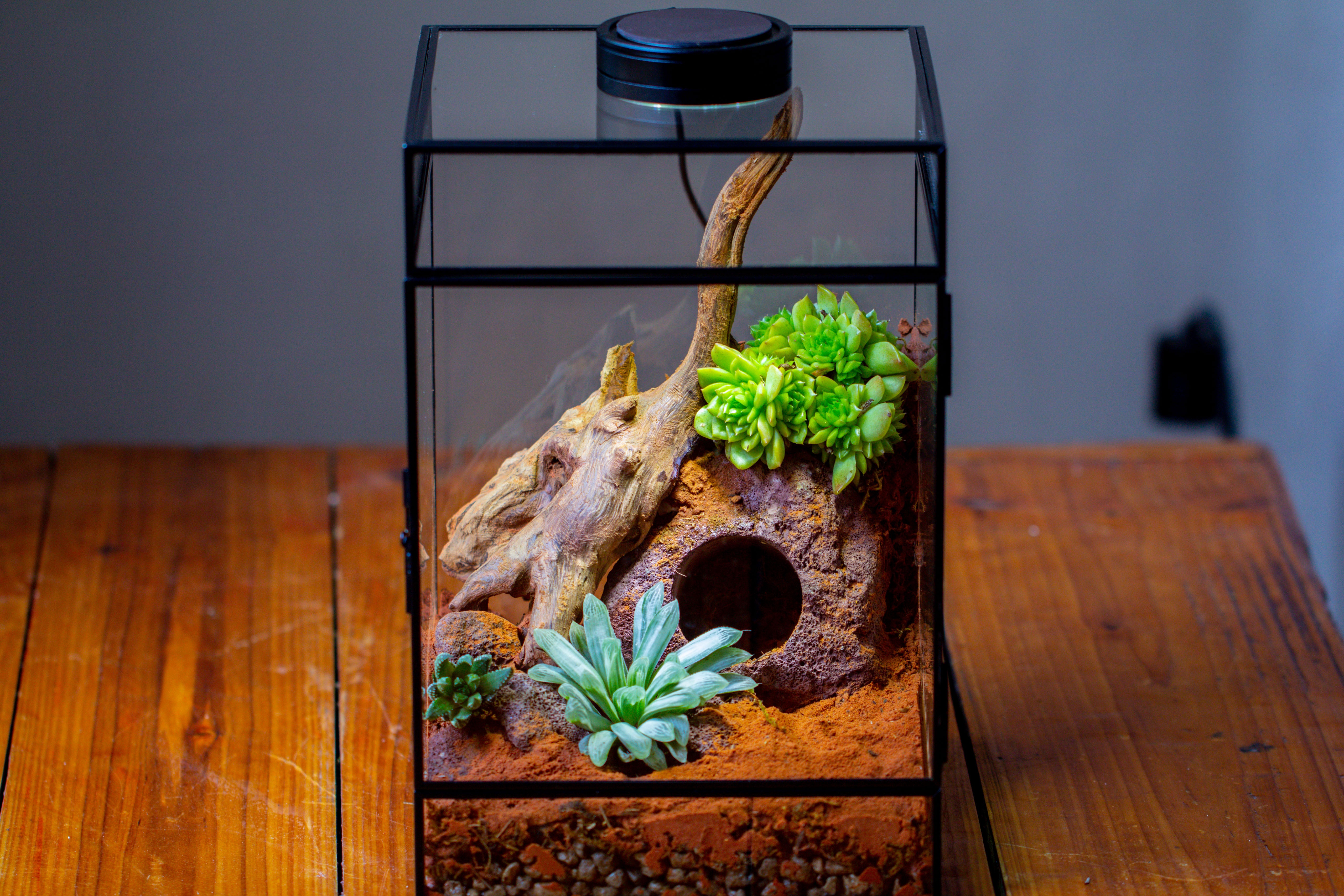 8x8x12 inches Large Handmade Glass Geometric Terrarium with Side Vent, for large insects - NCYPgarden