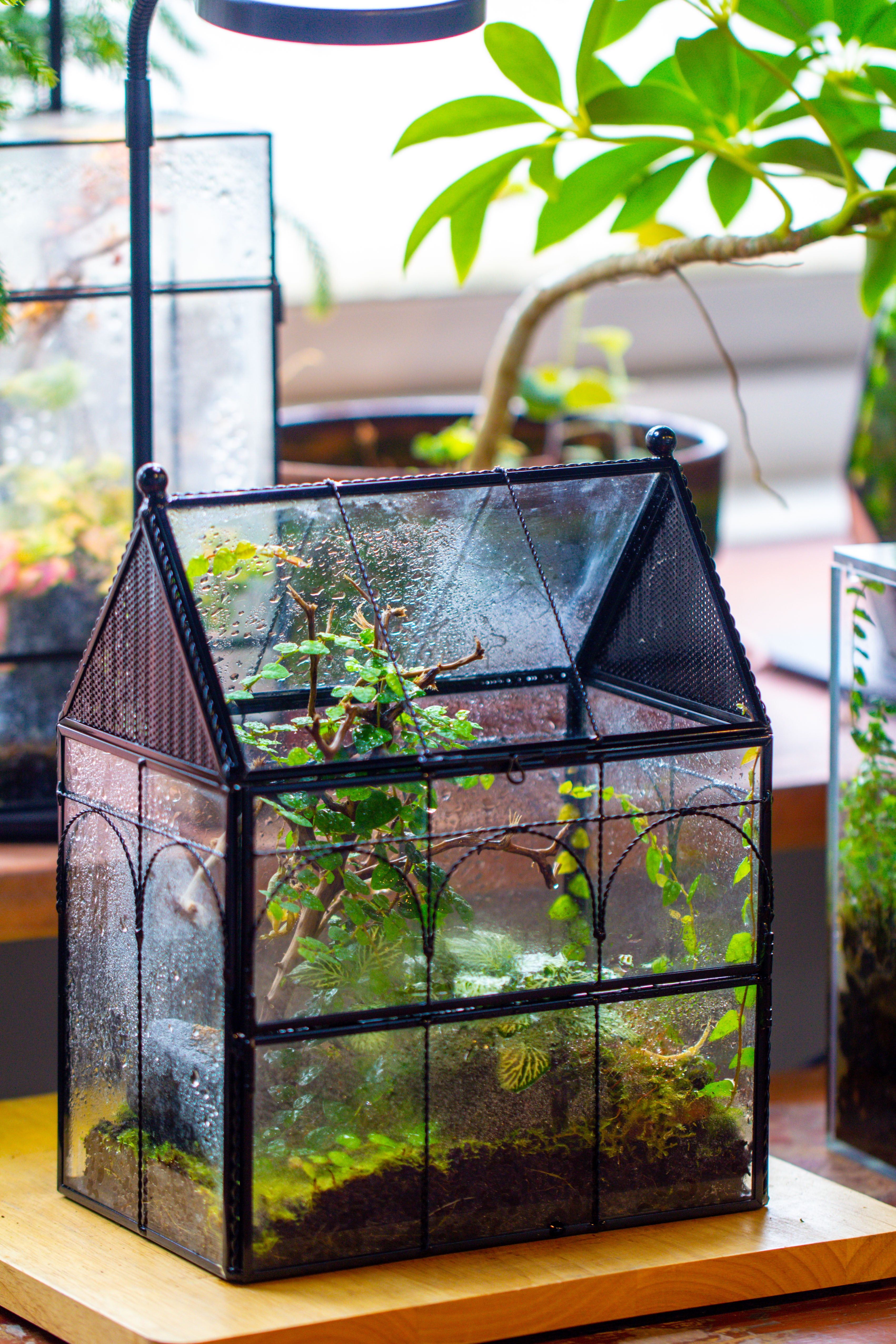 NCYP Vintage House Shape Glass Geometric Terrarium, with side door, with Mesh vent holes for small Insects Pet - NCYPgarden