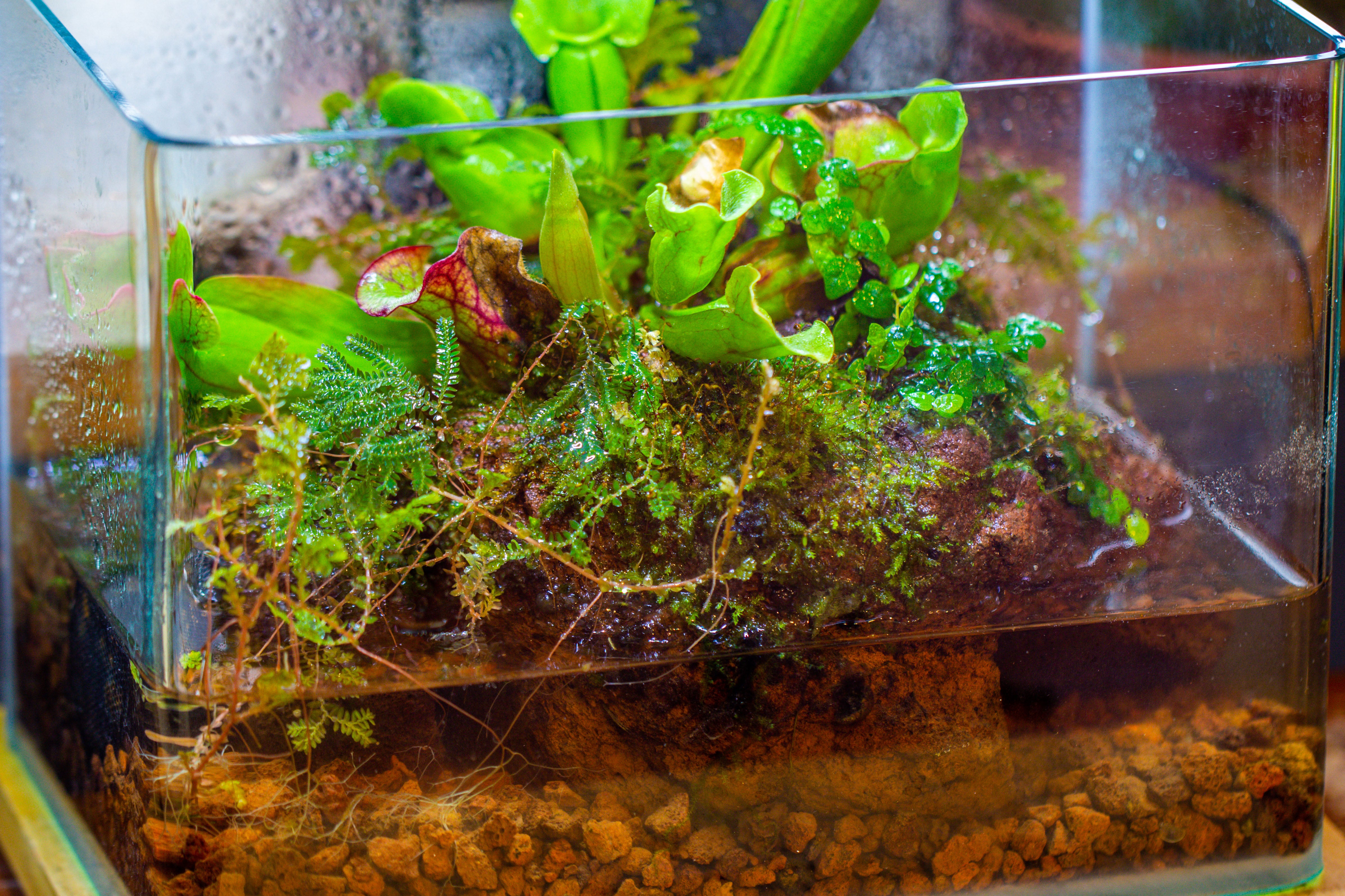 Open Bog Terrarium with LED Building DIY Set for Carnivorous Plants: Pitcher - NCYPgarden