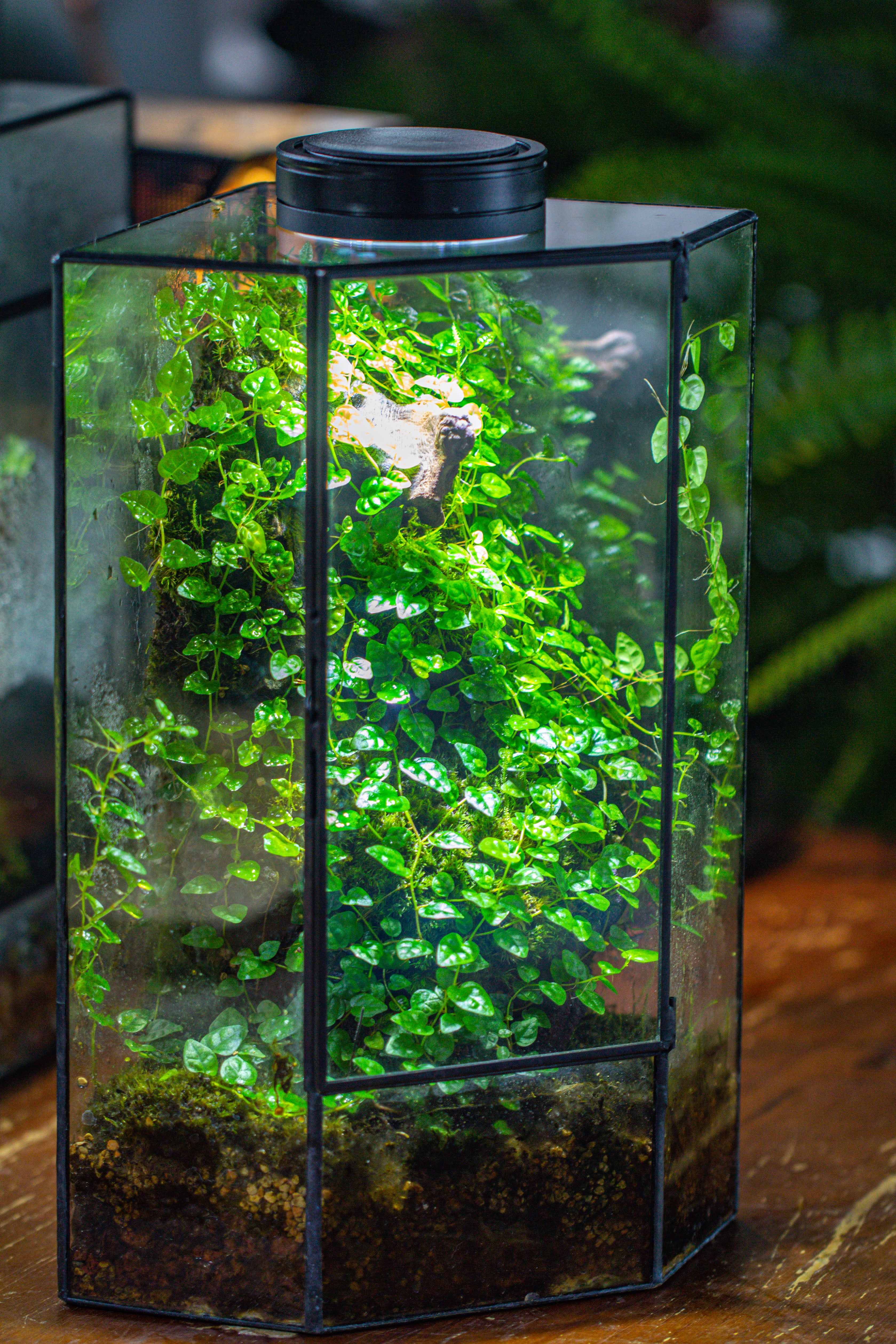 Small Version Handmade Glass Terrarium with Door for Plant, Moss Wall, Closed Geometric Tin Pentagon Planter - NCYPgarden
