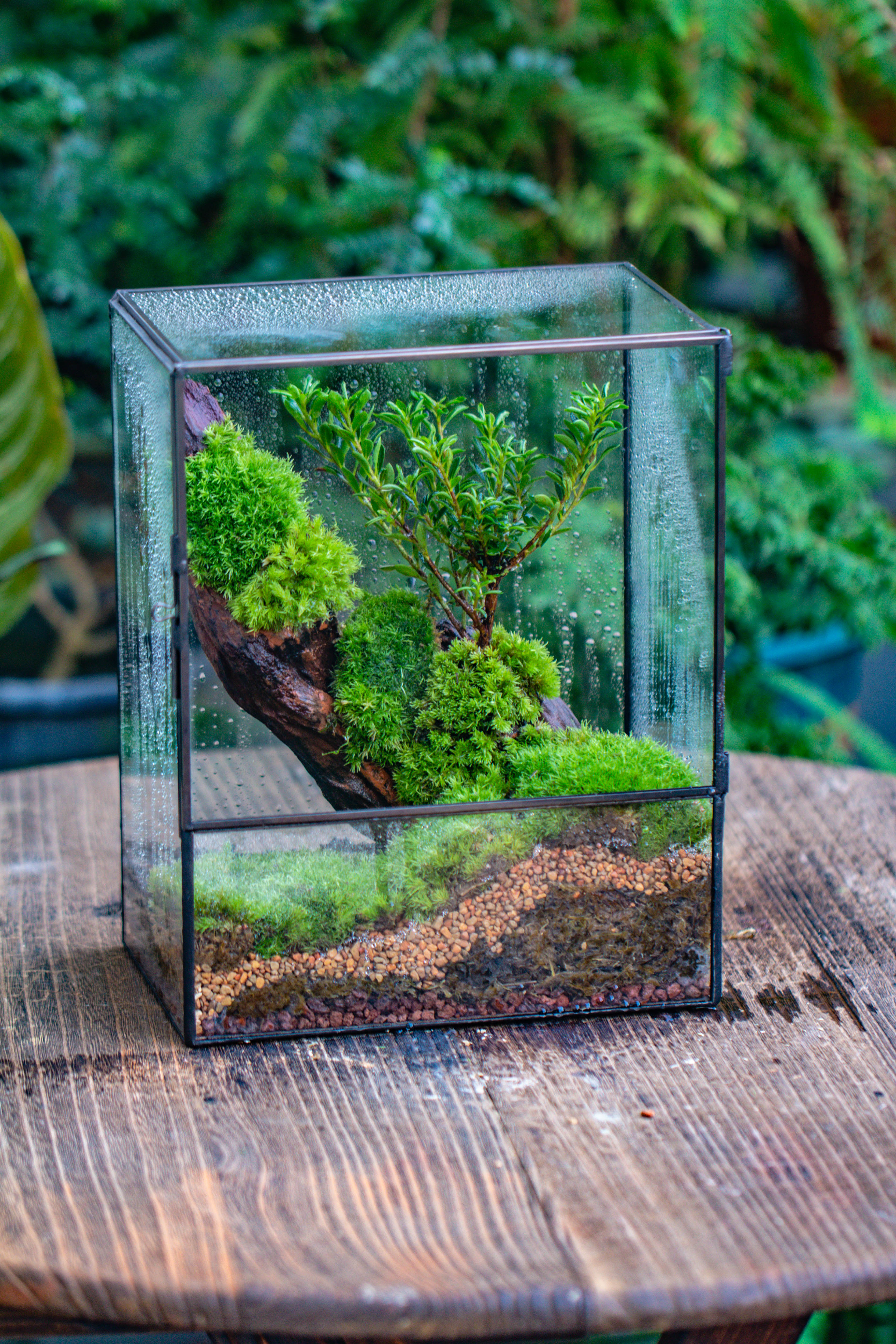 Close Geometric Glass Tin Terrarium , 8x10" and natural Driftwood Micro Landscape Moss Terrarium Building DIY set No plants, Customizable - NCYPgarden