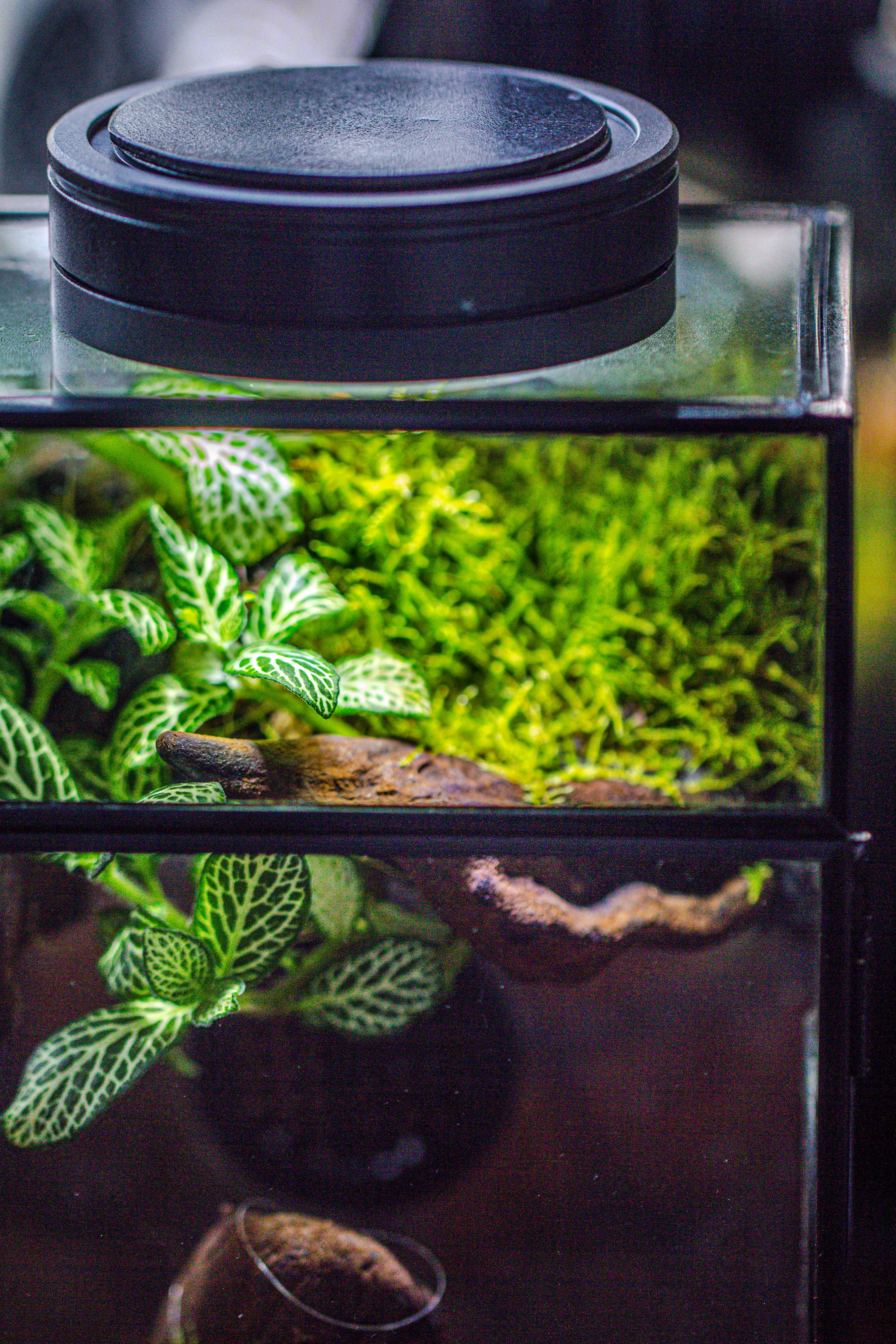 Glass Rectangle Terrarium Enclosure  for Small Insect, Jumping Spider, Snail - NCYPgarden